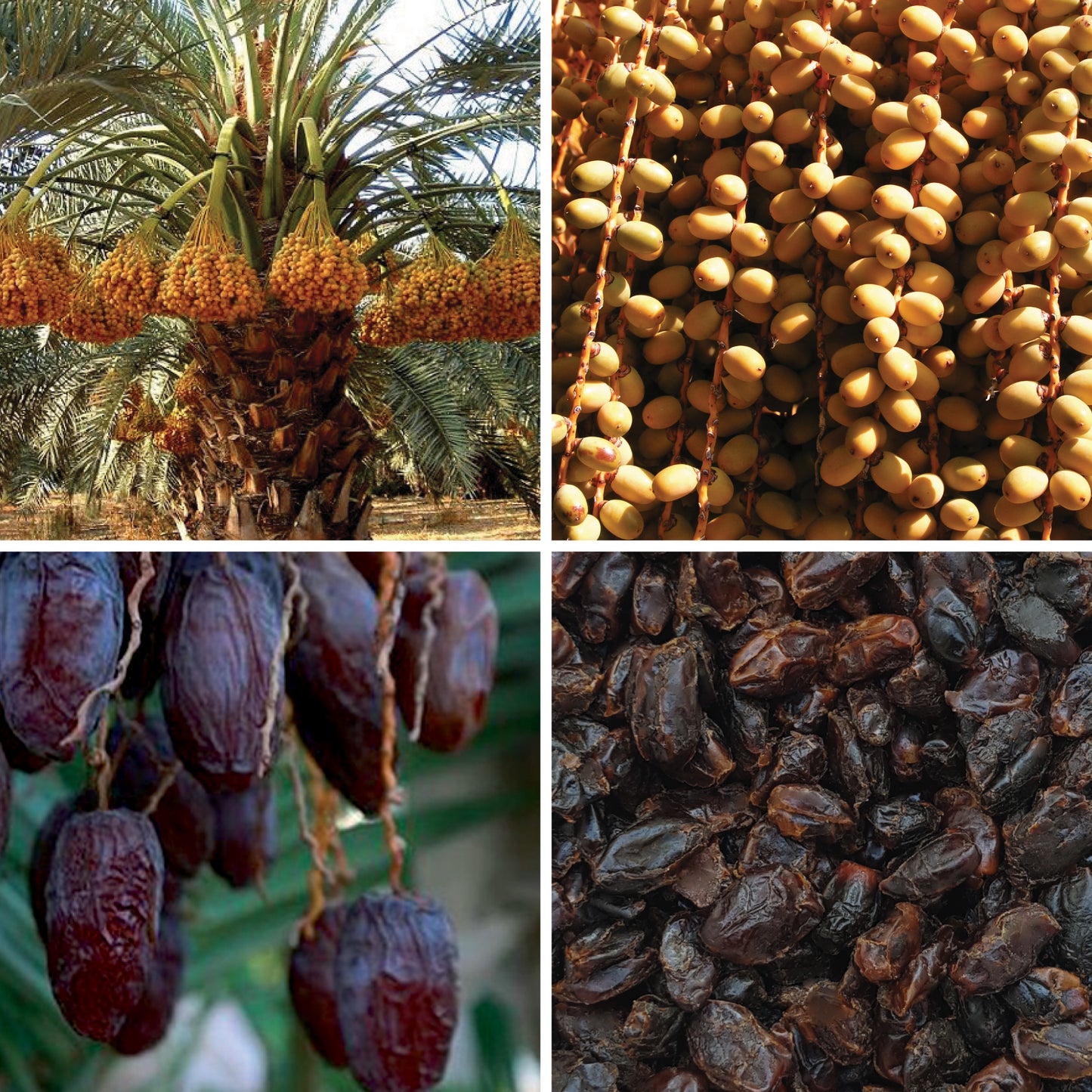 BY NATURE Dried Dates, Pitted Aseel - Preservative-free, Sulphur-free