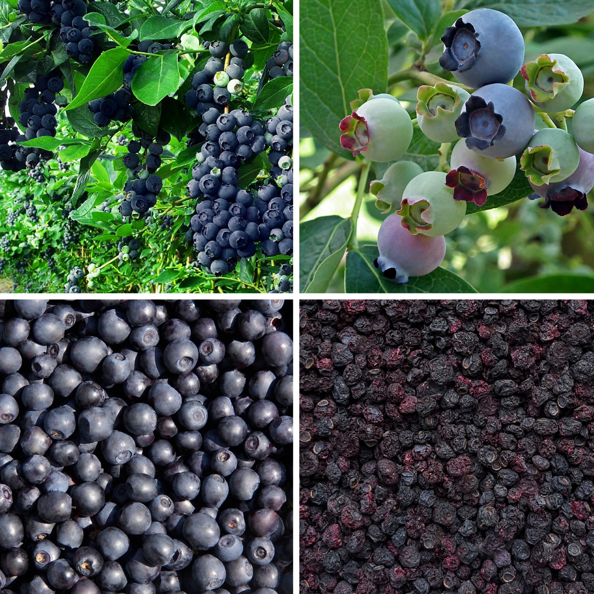 Full lifecycle to grow and produce BY NATURE Dried Blueberries - preservative-free.