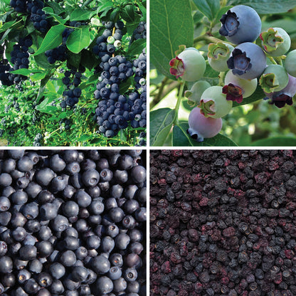 BY NATURE Dried Blueberries - Sulphur-free