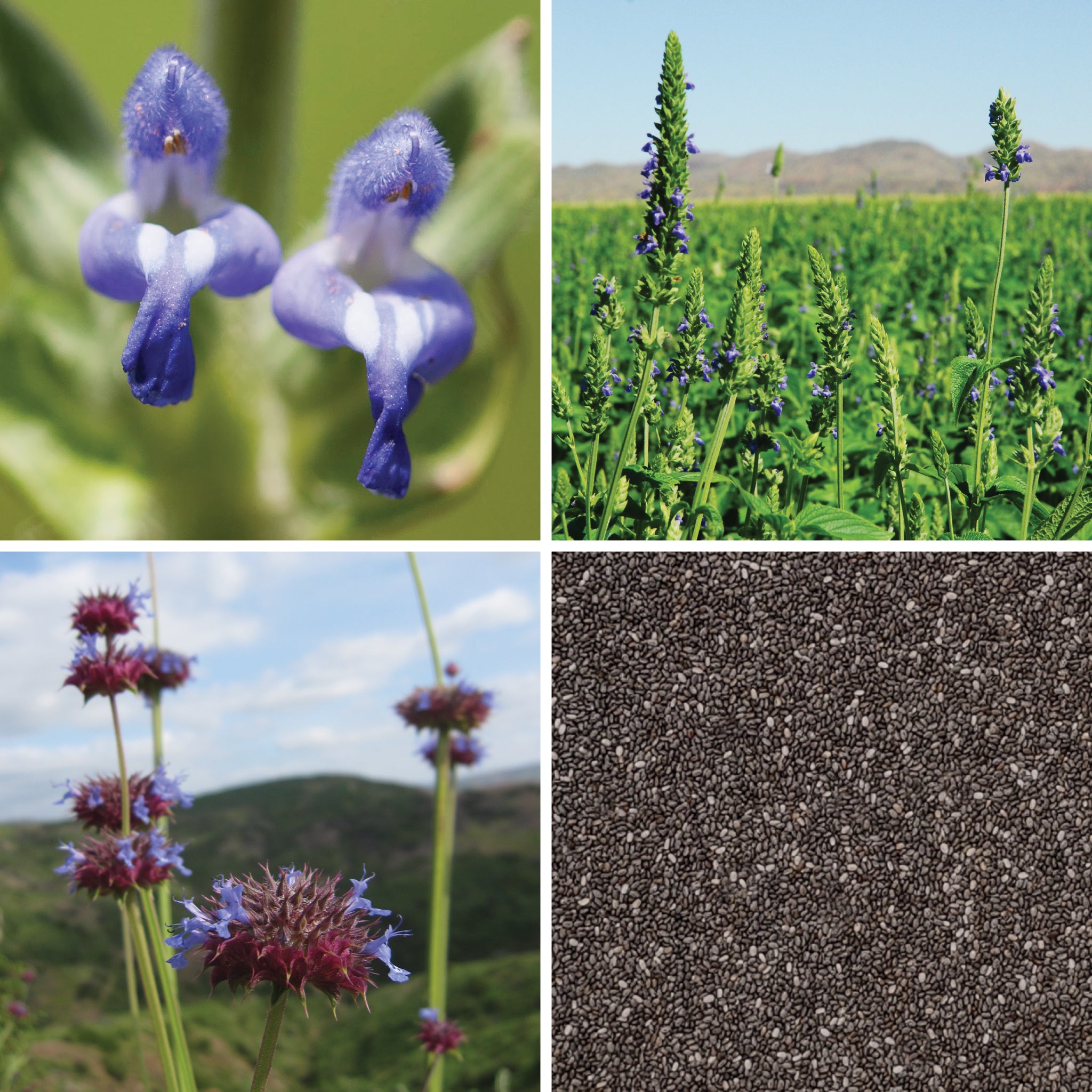 Full lifecycle to grow and produce BY NATURE Black Chia Seeds - raw, certified organic at source.
