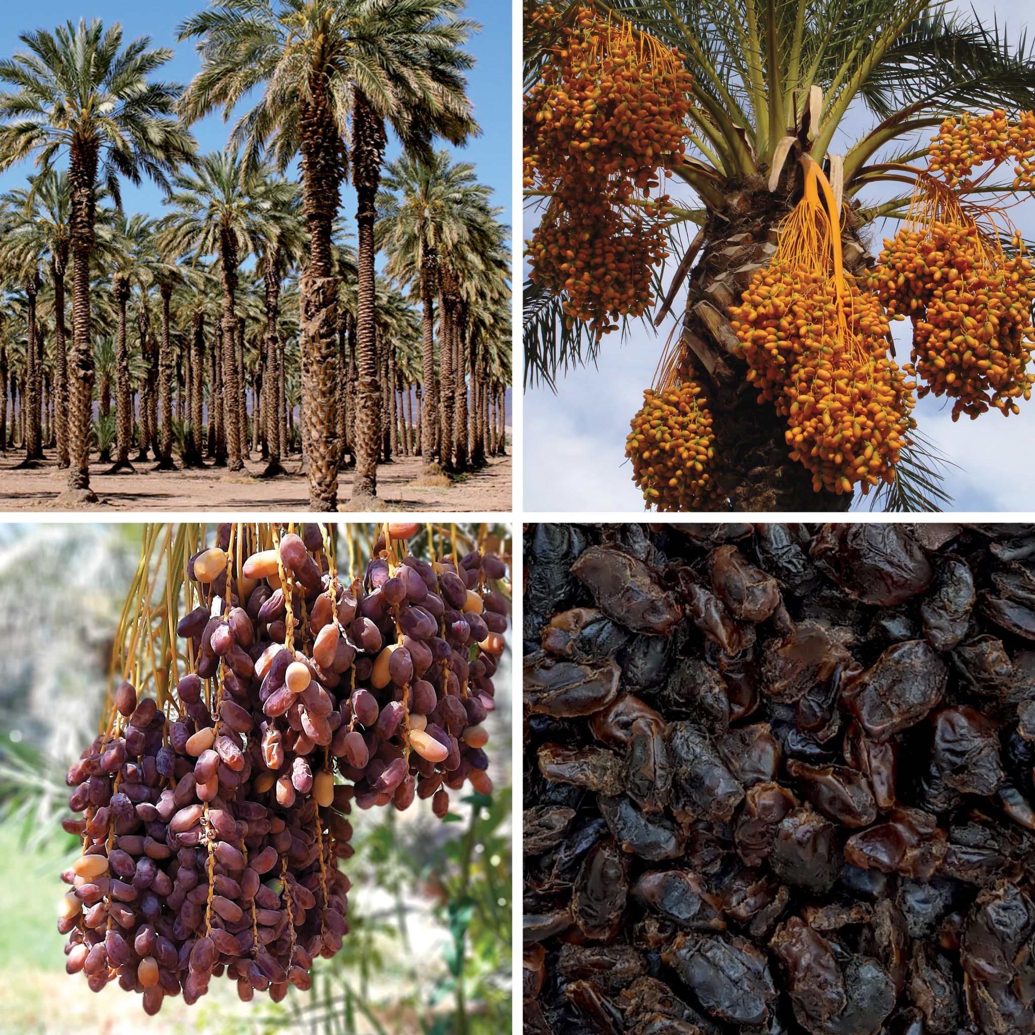 Full lifecycle to grow and produce BY NATURE Dried Pitted Sayer Dates - certified organic at source, preservative-free.