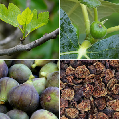 BY NATURE Dried Black Figs, Halves - Sulphur-free