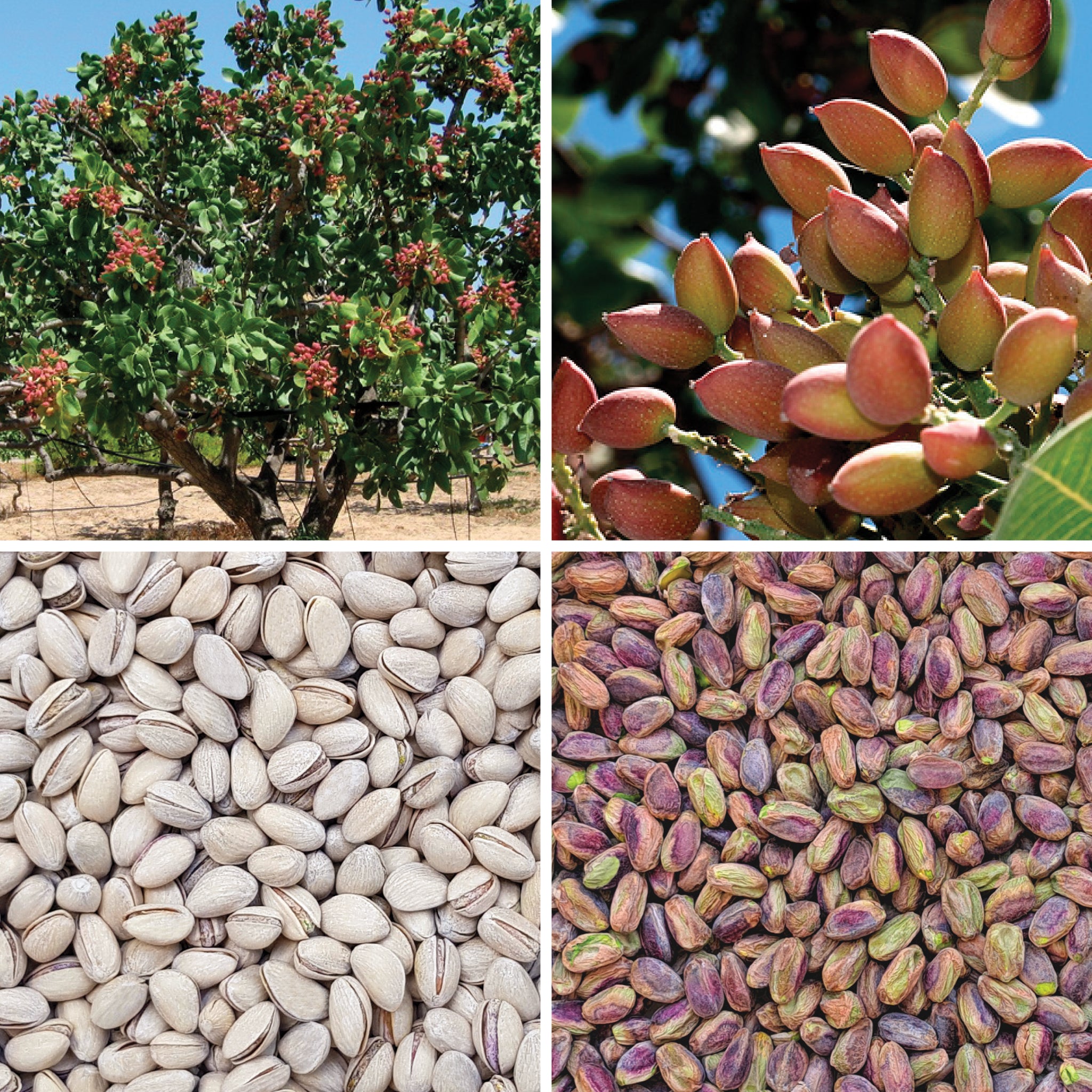 Full lifecycle to grow and produce BY NATURE Pistachios Kernels - roasted, lightly salted.