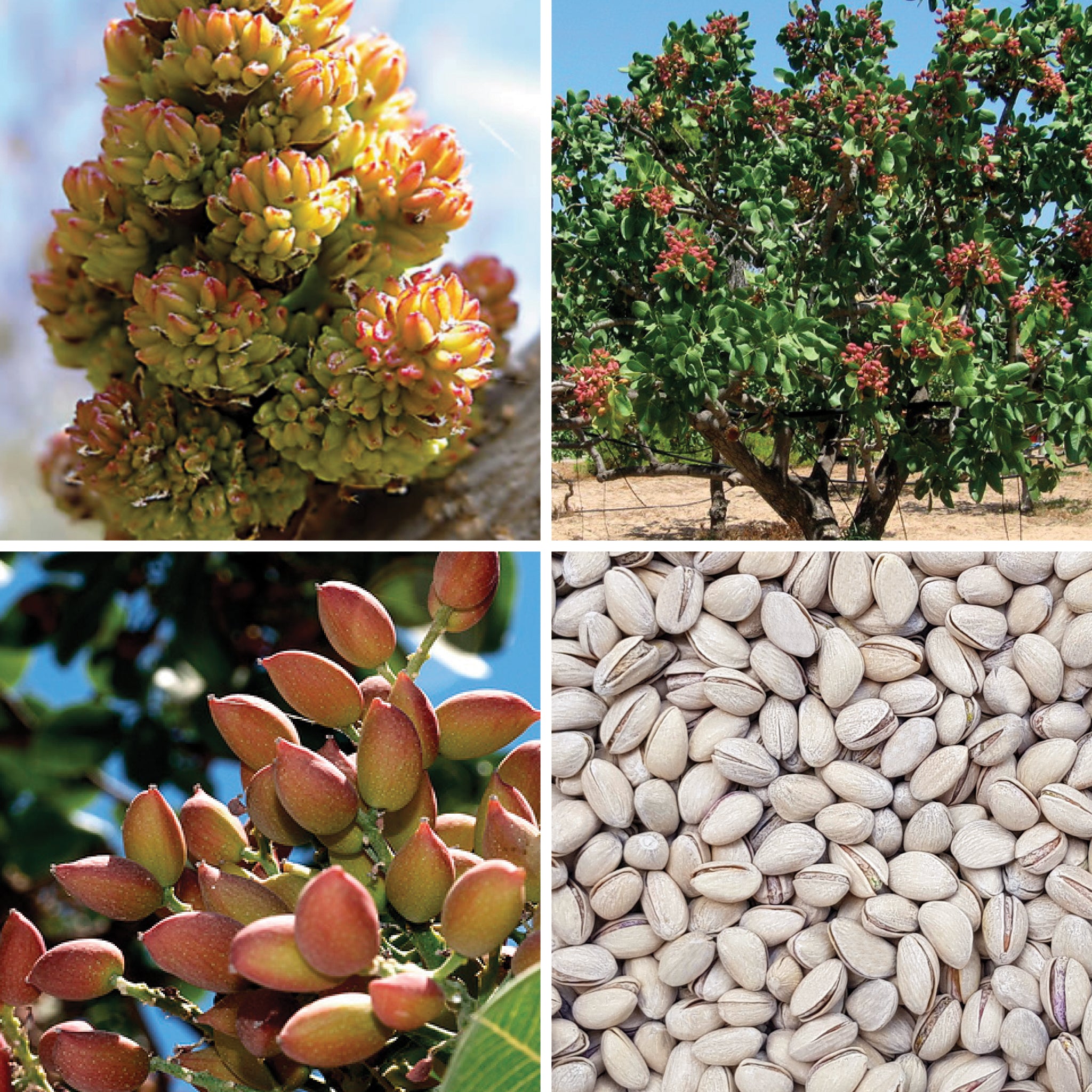 Full lifecycle to grow and produce BY NATURE Pistachios in Shell - roasted, lightly salted.