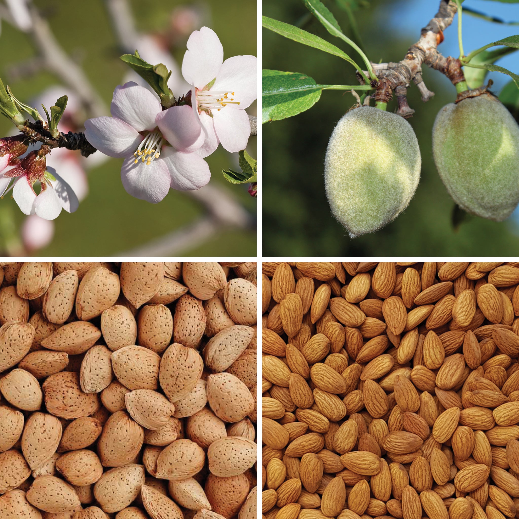 Full lifecycle to grow and produce BY NATURE Almonds - raw, activated, dried not roasted.