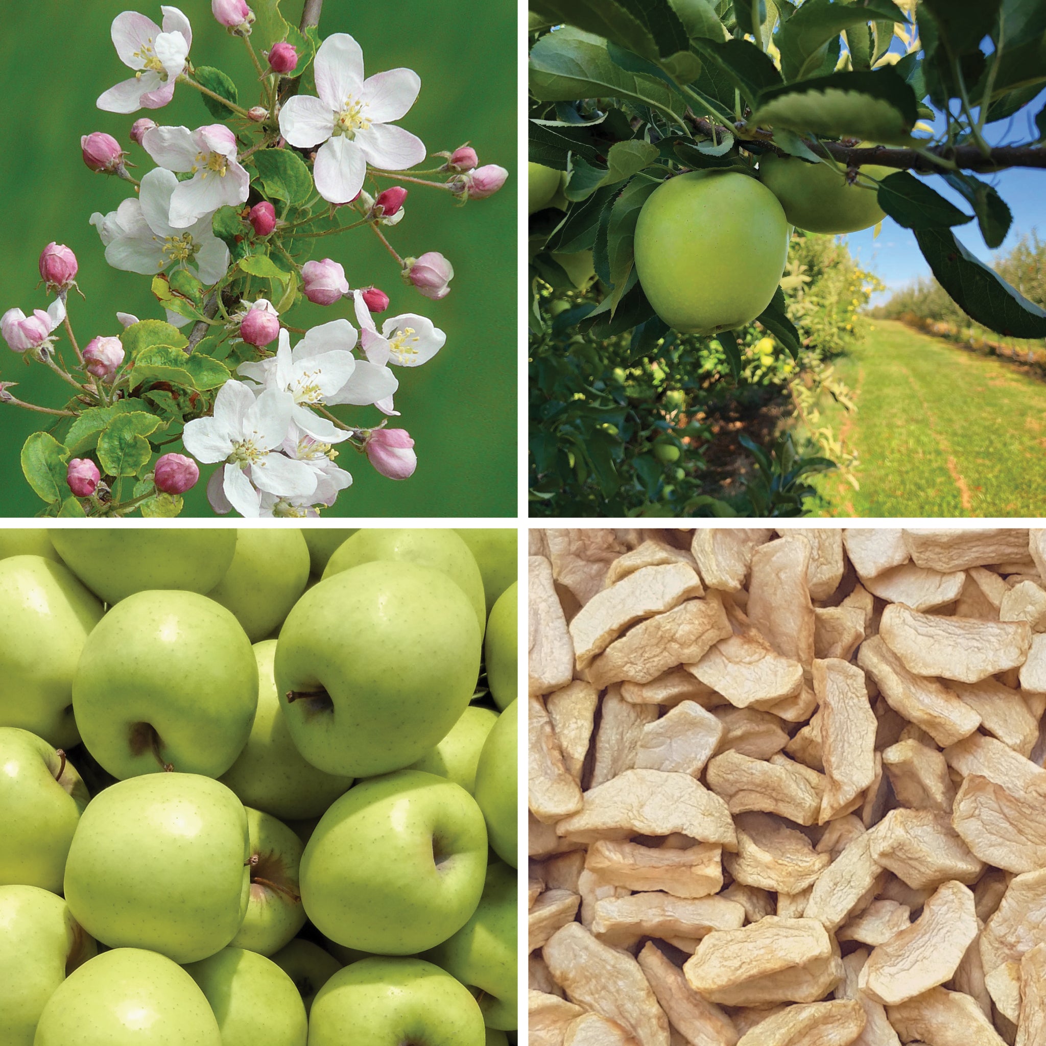 Full lifecycle to grow and produce BY NATURE Dried Apple Segments - preservative-free.