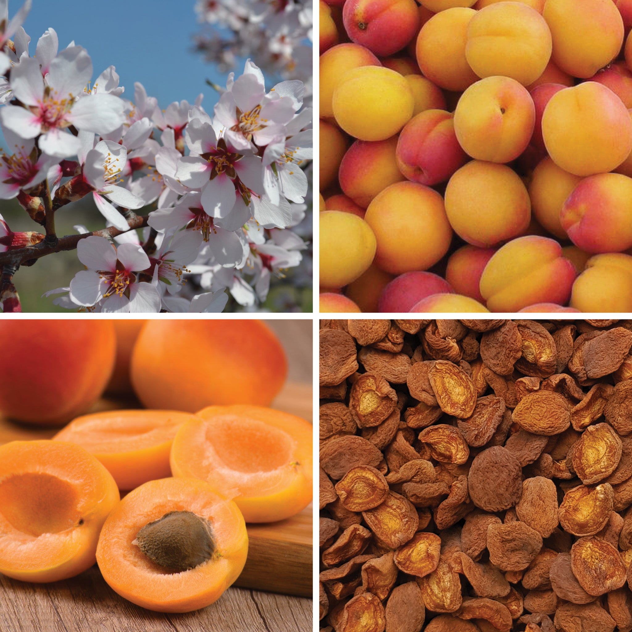Full lifecycle to grow and produce BY NATURE Dried Apricot Halves - preservative-free.