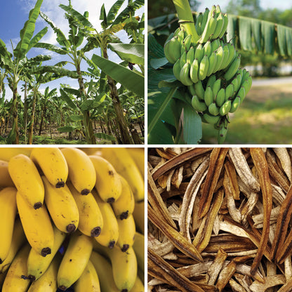BY NATURE Dried Banana Strips - Certified Organic at Source, Sulphur-free