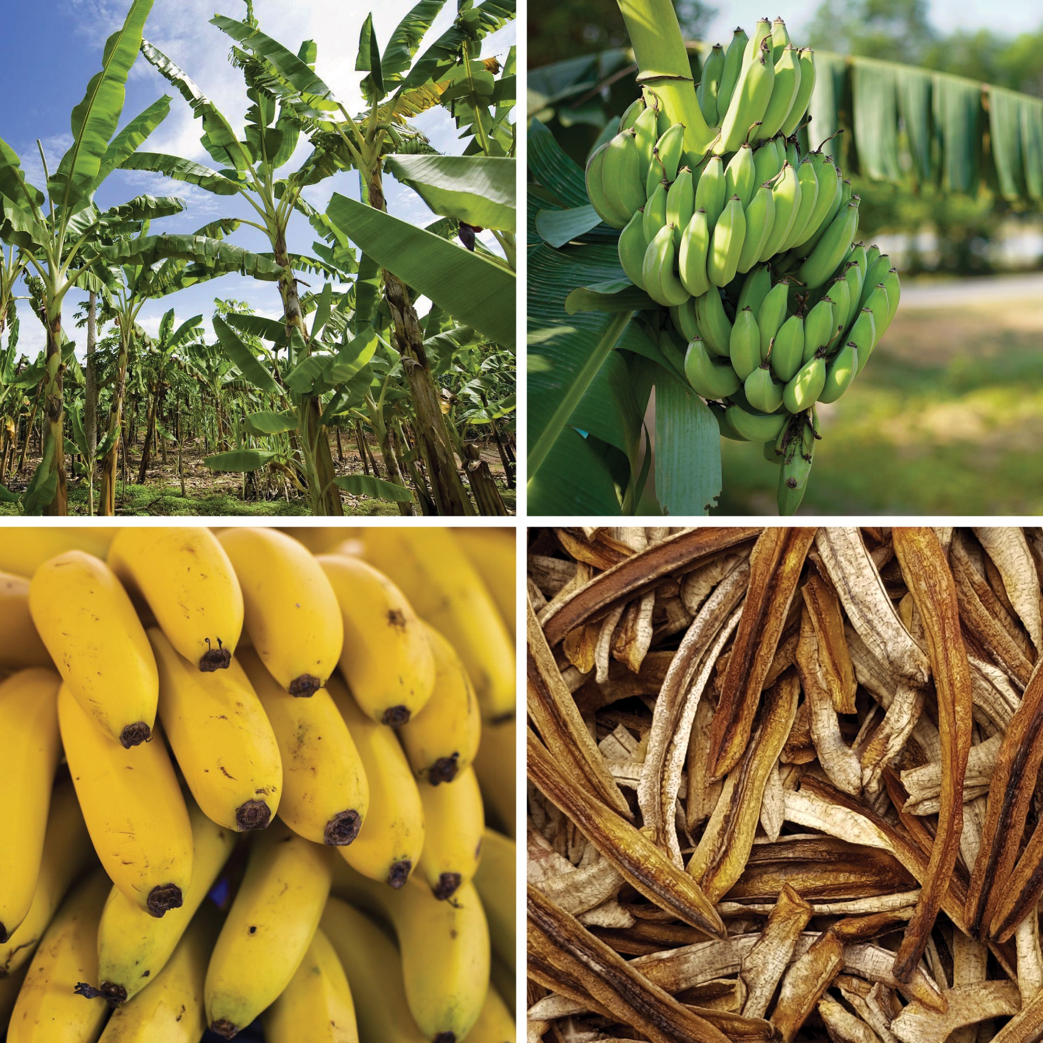 Full lifecycle to grow and produce BY NATURE Dried Banana Strips - certified organic at source, preservative-free.