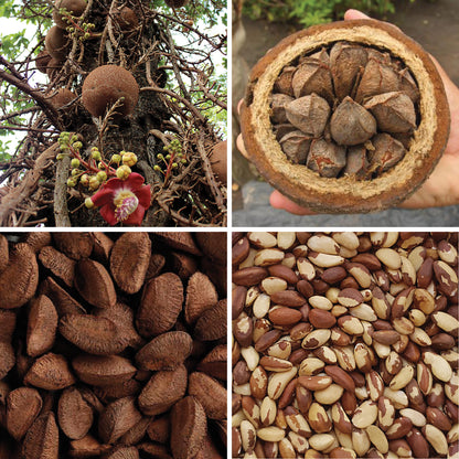 BY NATURE Brazil Nuts