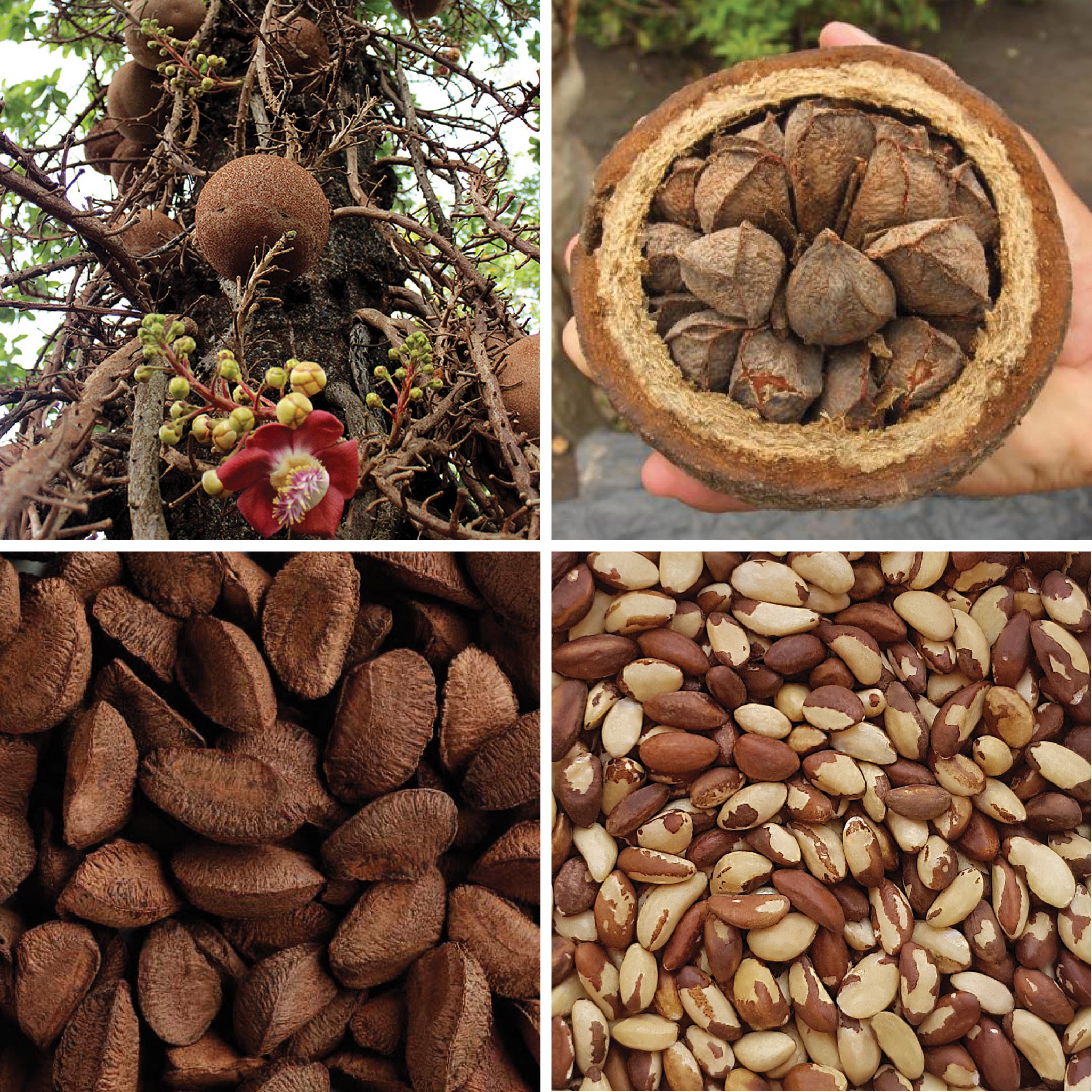 Full lifecycle to grow and produce BY NATURE Brazil Nuts - raw.