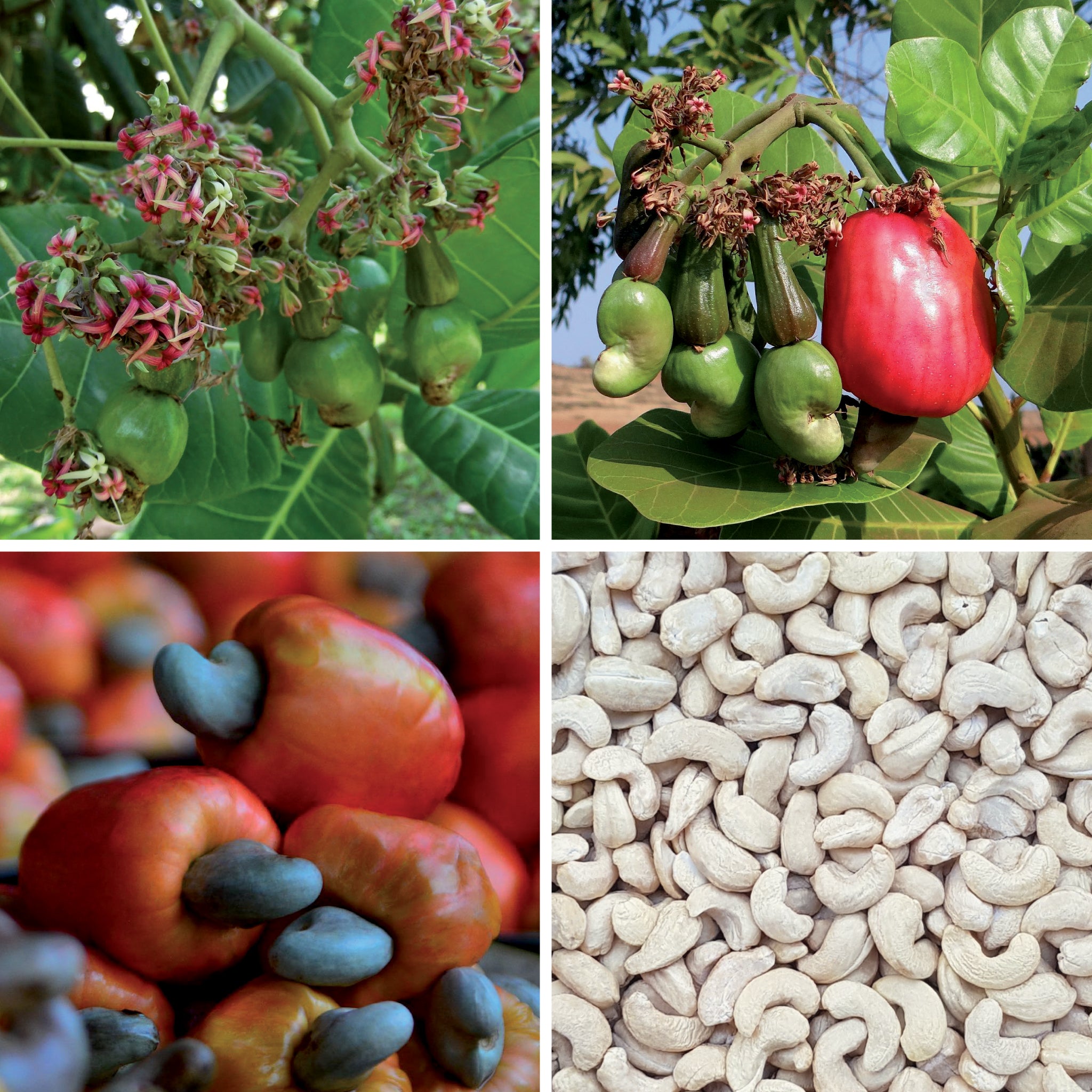 Full lifecycle to grow and produce BY NATURE Cashews - raw, activated, dried not roasted.