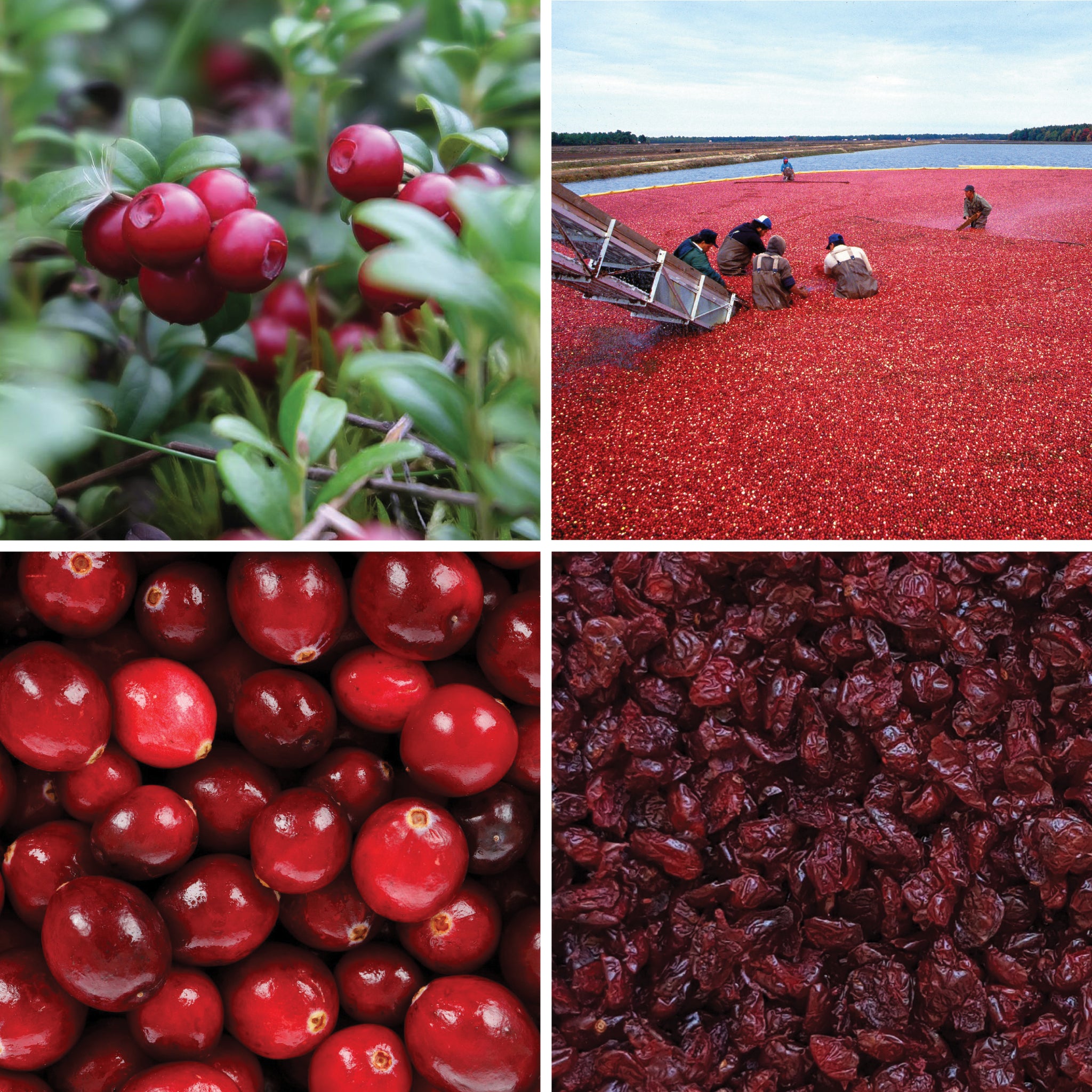 Full lifecycle to grow and produce BY NATURE Dried Cranberries - pineapple juice infused, preservative-free.