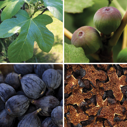 BY NATURE Dried Black Figs - Sulphur-free
