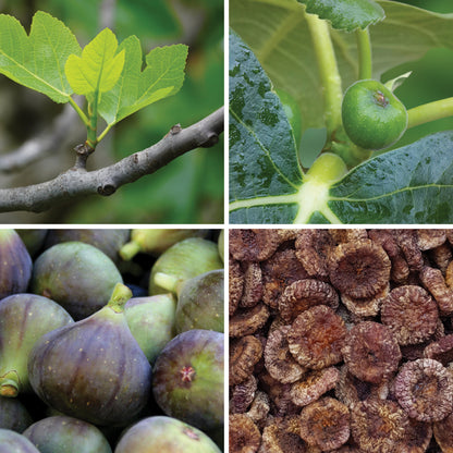 BY NATURE Dried Black Figs, Peeled - Sulphur-free