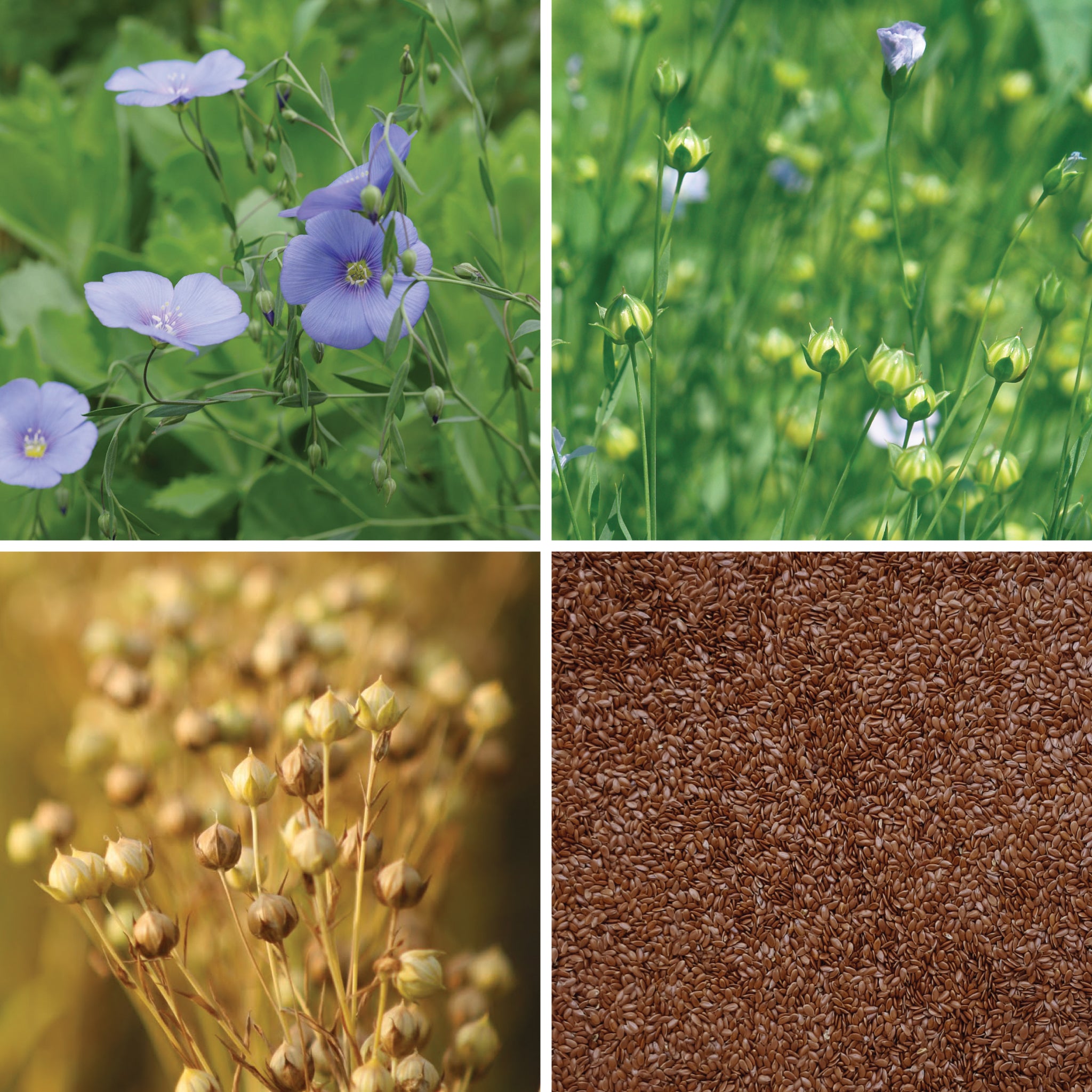 Full lifecycle to grow and produce BY NATURE Brown Flax Seeds - raw, certified organic at source.