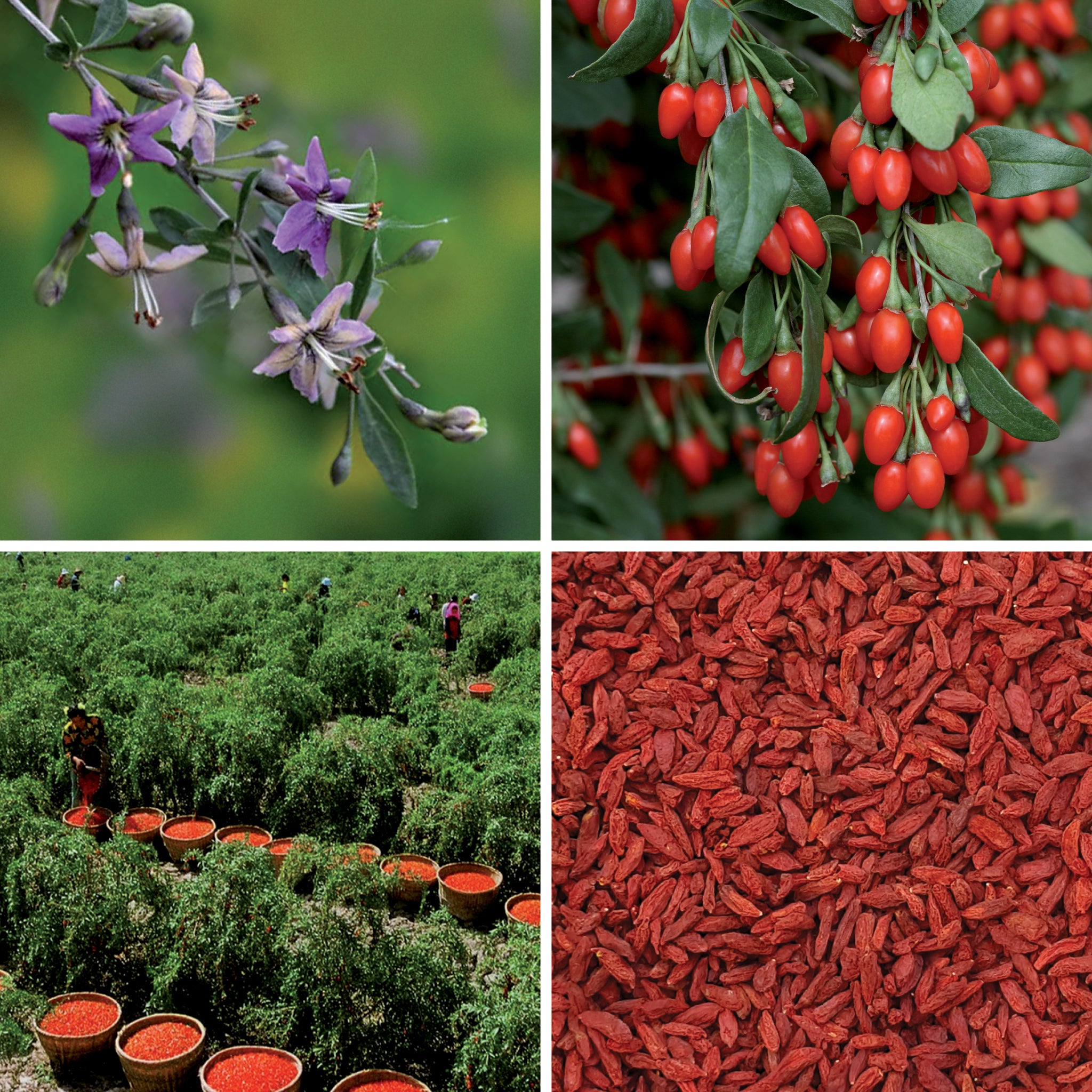 Full lifecycle to grow and produce BY NATURE Dried Goji Berries - preservative-free.