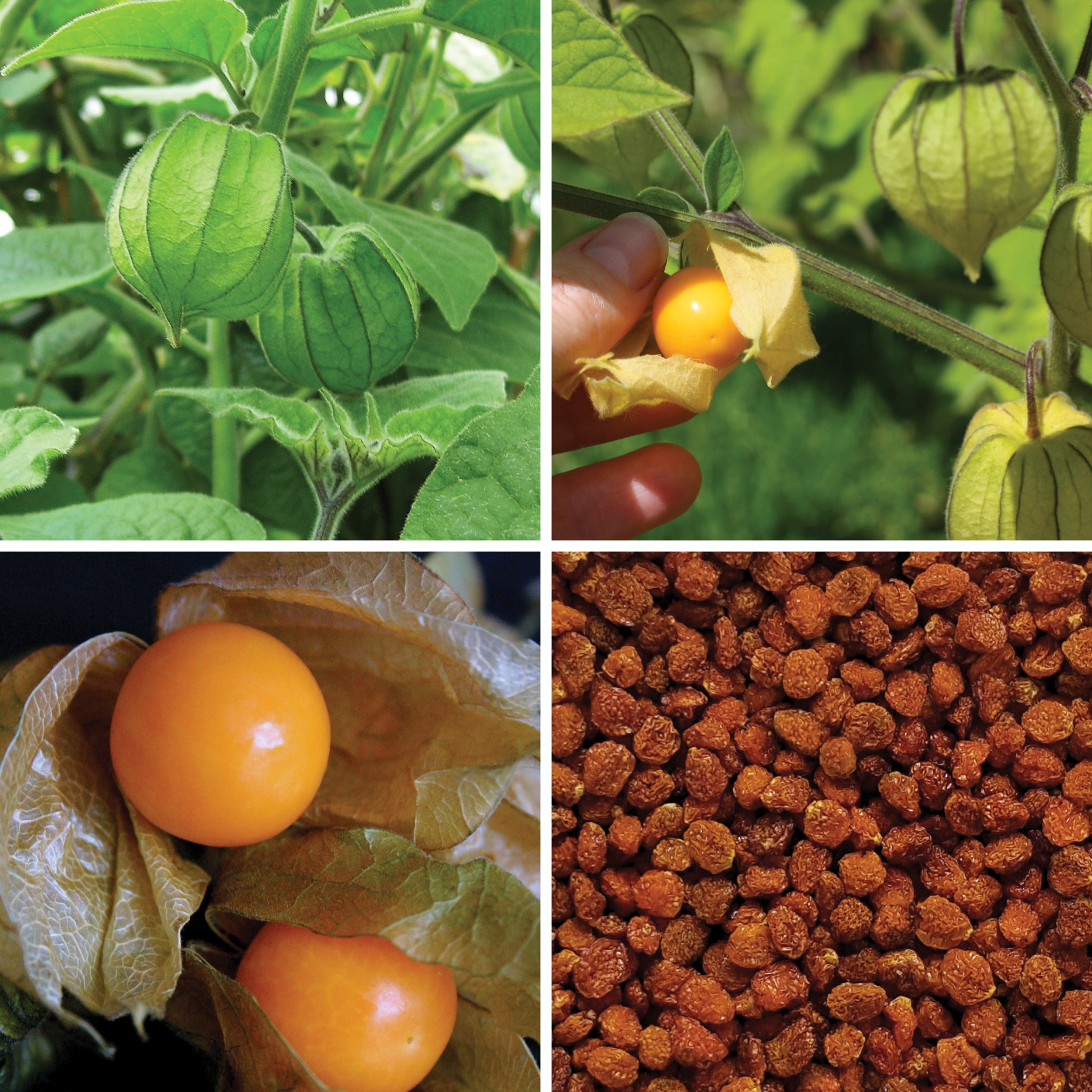 Full lifecycle to grow and produce BY NATURE Dried Gooseberries - preservative-free.
