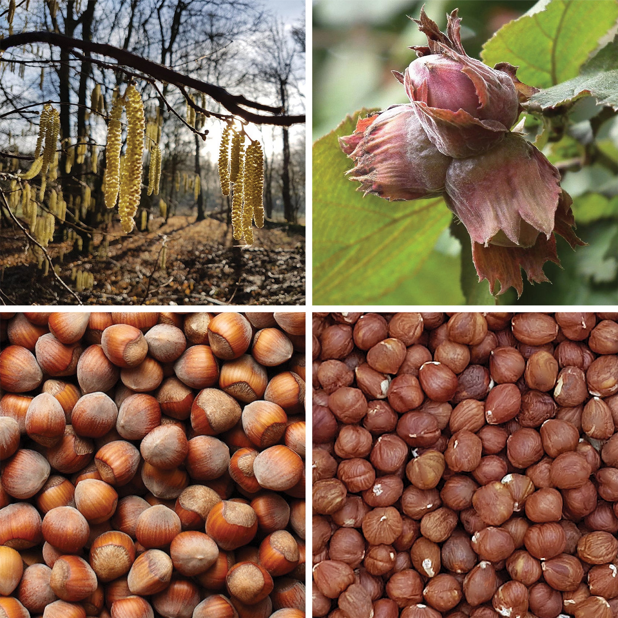 Full lifecycle to grow and produce BY NATURE Hazelnuts - raw.