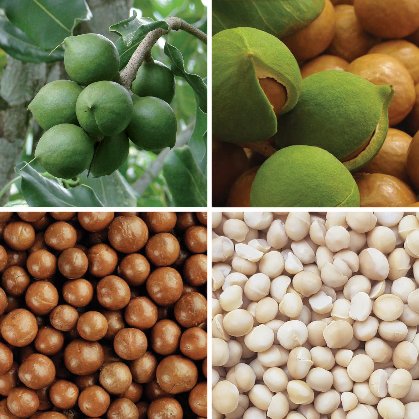BY NATURE Macadamias - Certified Organic at Source