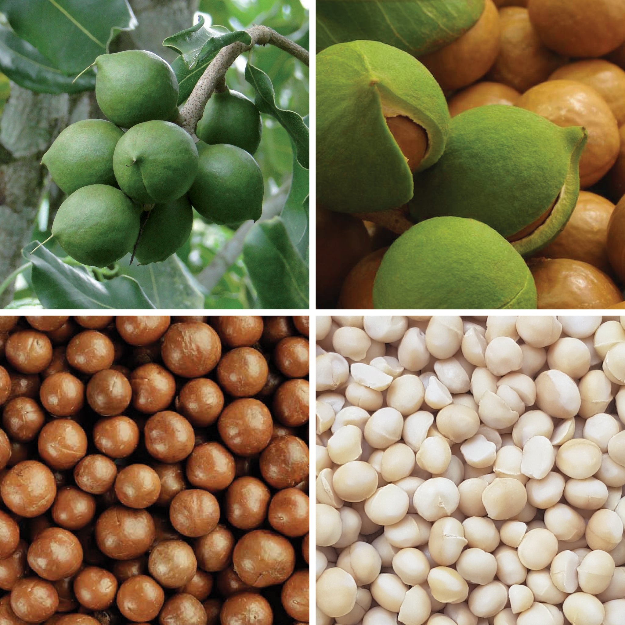 Full lifecycle to grow and produce BY NATURE Macadamia Nuts - certified organic at source, raw.