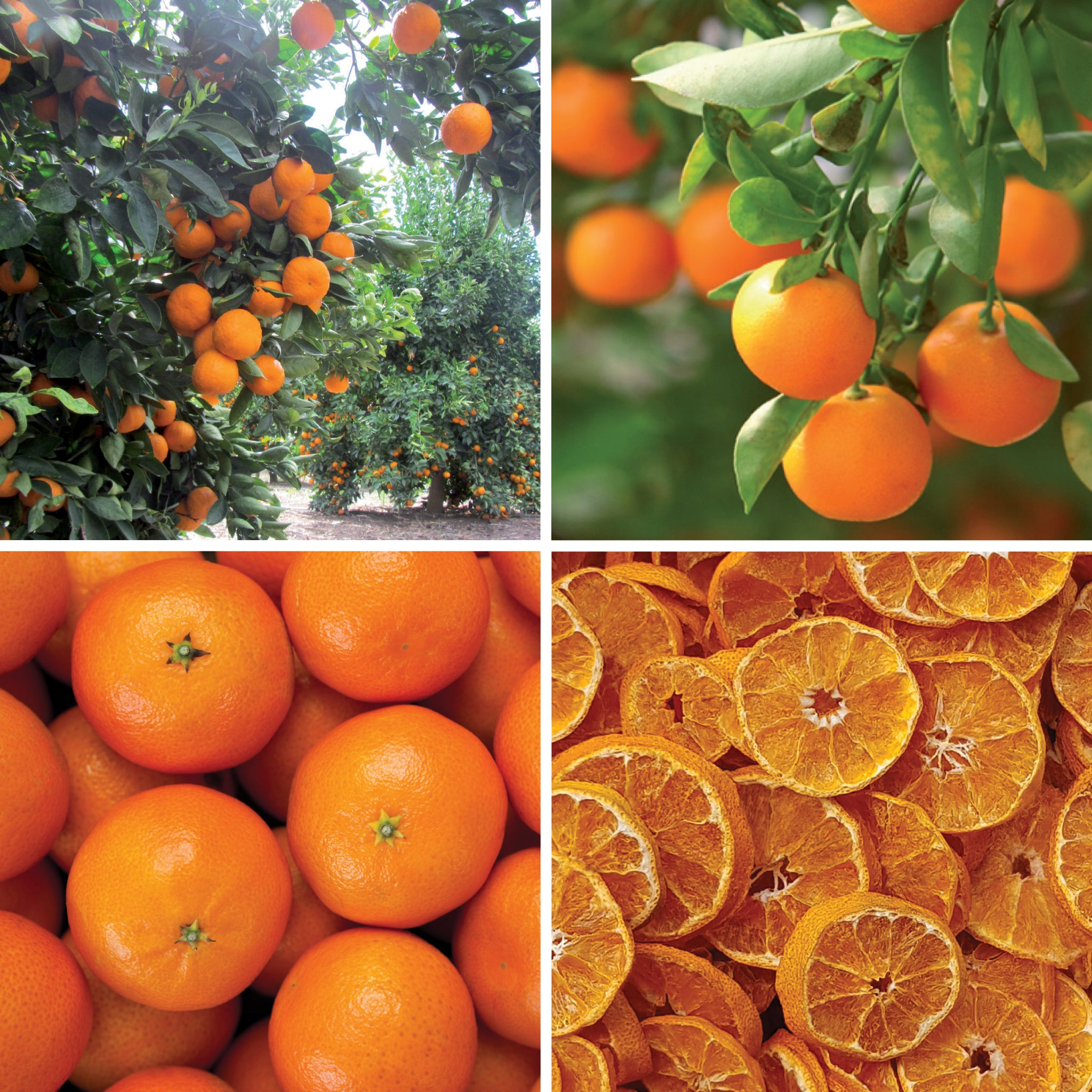 Full lifecycle to grow and produce BY NATURE Dried Naartjie Slices - preservative-free.