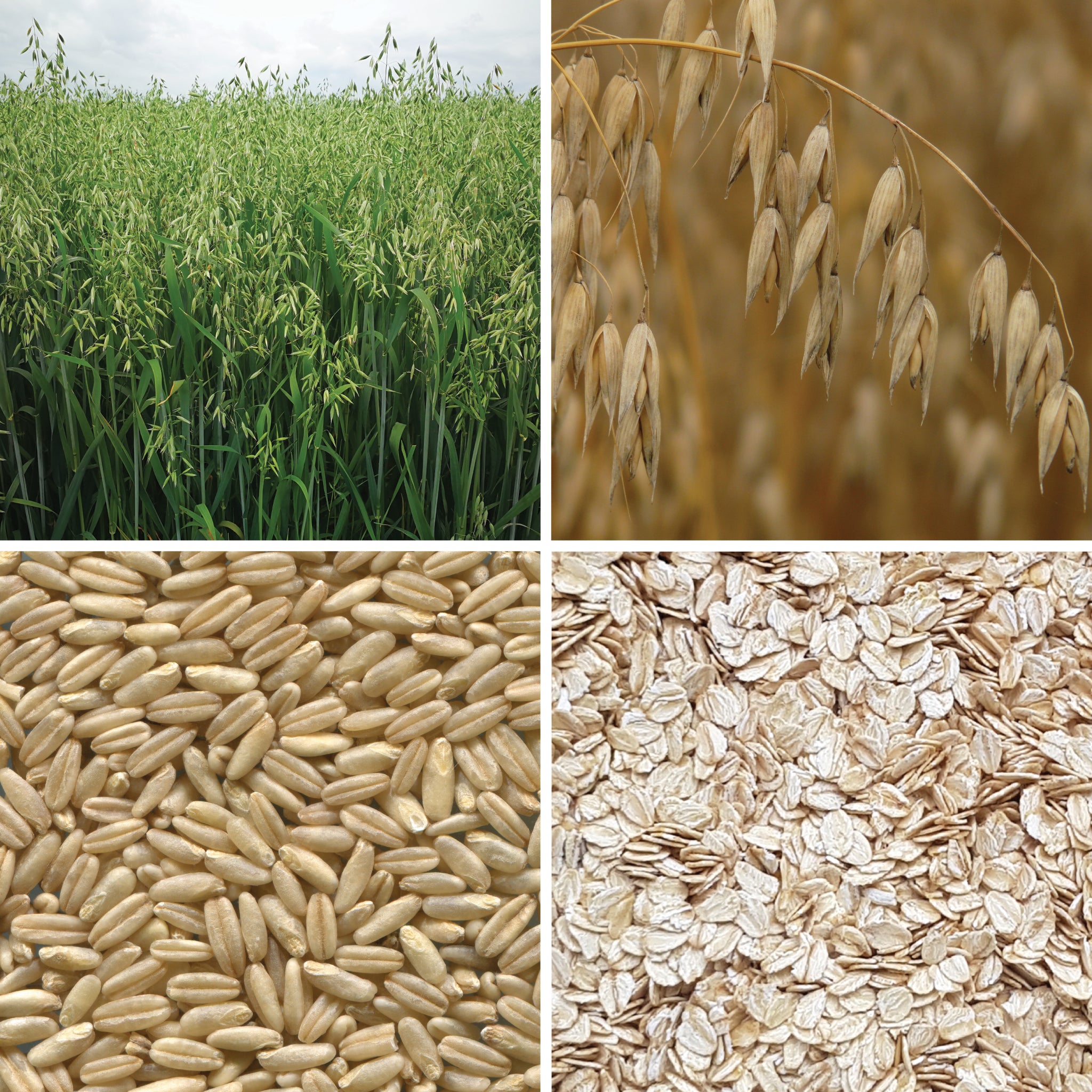Full lifecycle to grow and produce BY NATURE Rolled Oats - raw, certified organic at source.