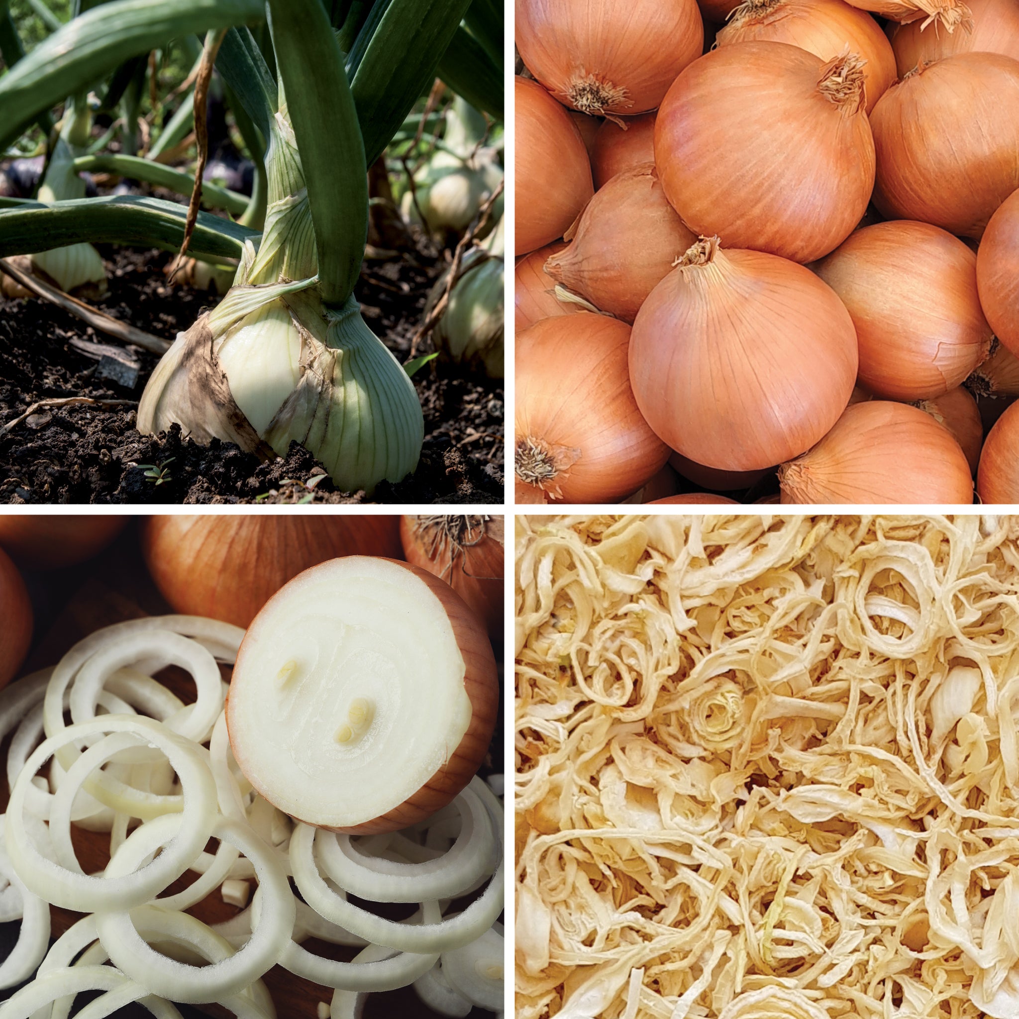 Full lifecycle to grow and produce BY NATURE Dried Onion Rings - preservative-free.