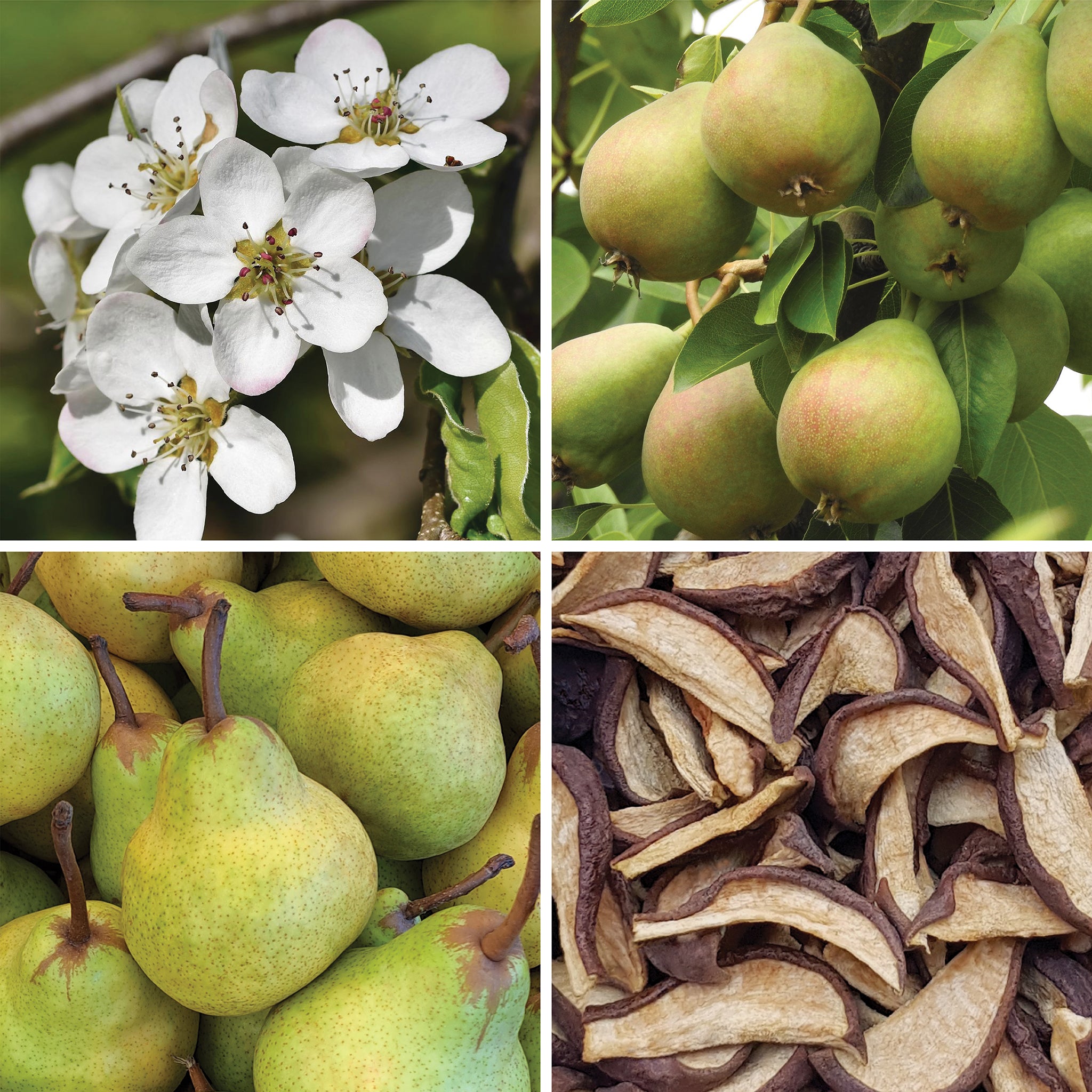 Full lifecycle to grow and produce BY NATURE Dried Pear Segments - preservative-free.