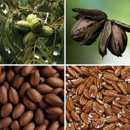 BY NATURE Pecan Halves - Certified Organic at Source