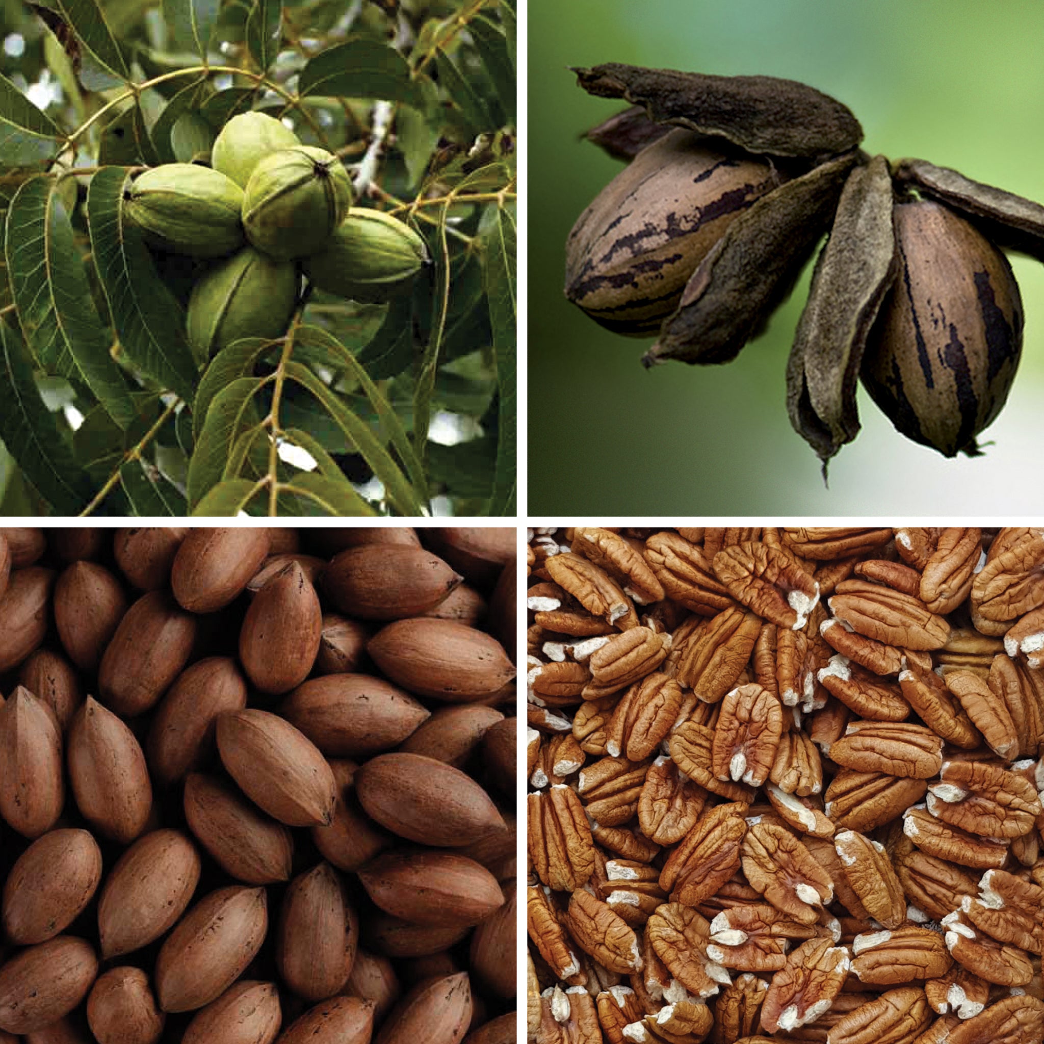 Full lifecycle to grow and produce BY NATURE Pecan Halves - raw, certified organic at source.