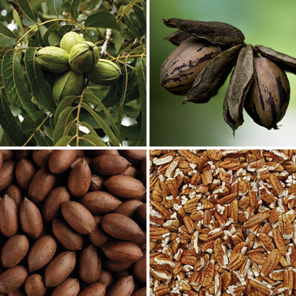 BY NATURE Pecan Pieces - Certified Organic at Source