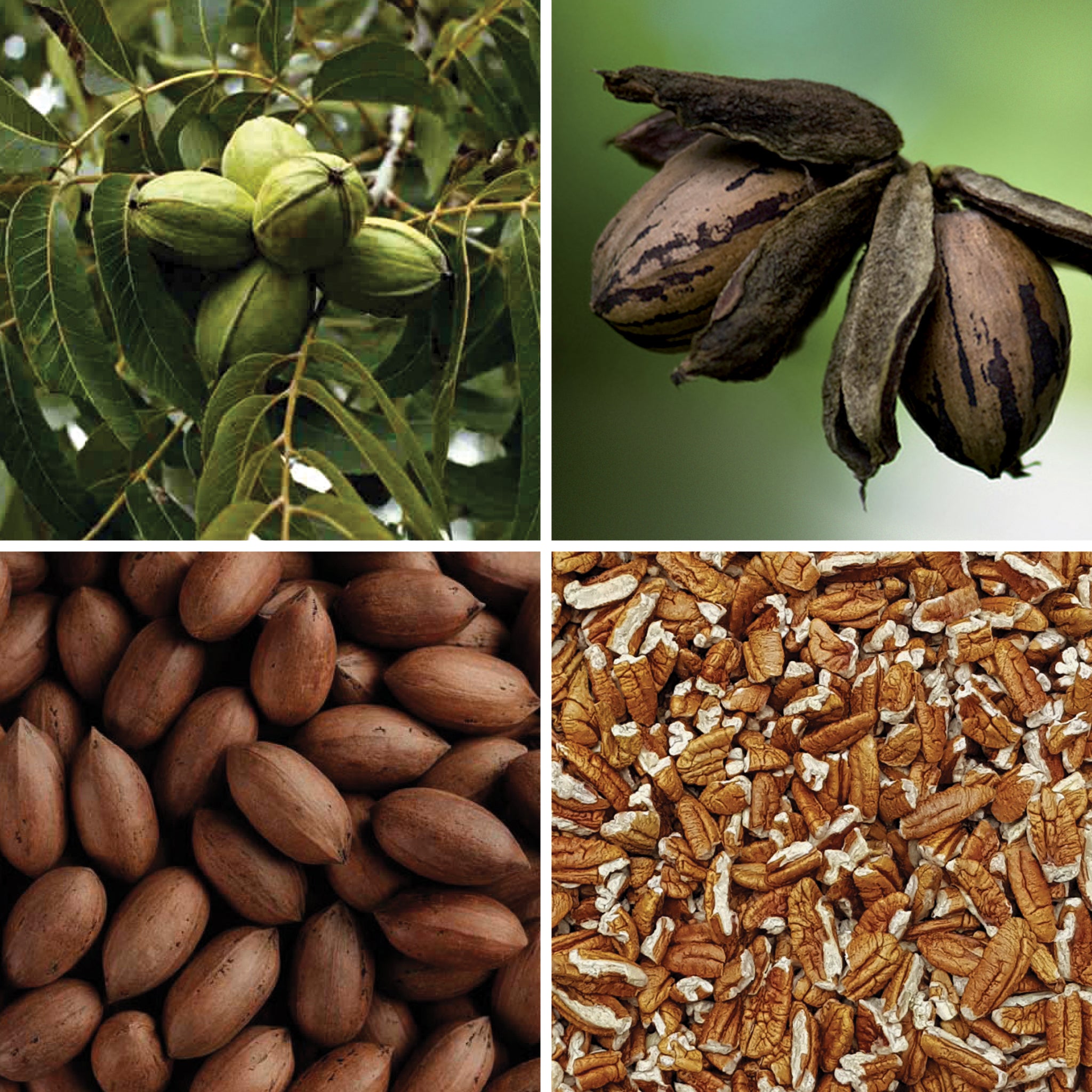 Full lifecycle to grow and produce BY NATURE Pecan Pieces - raw, certified organic at source.