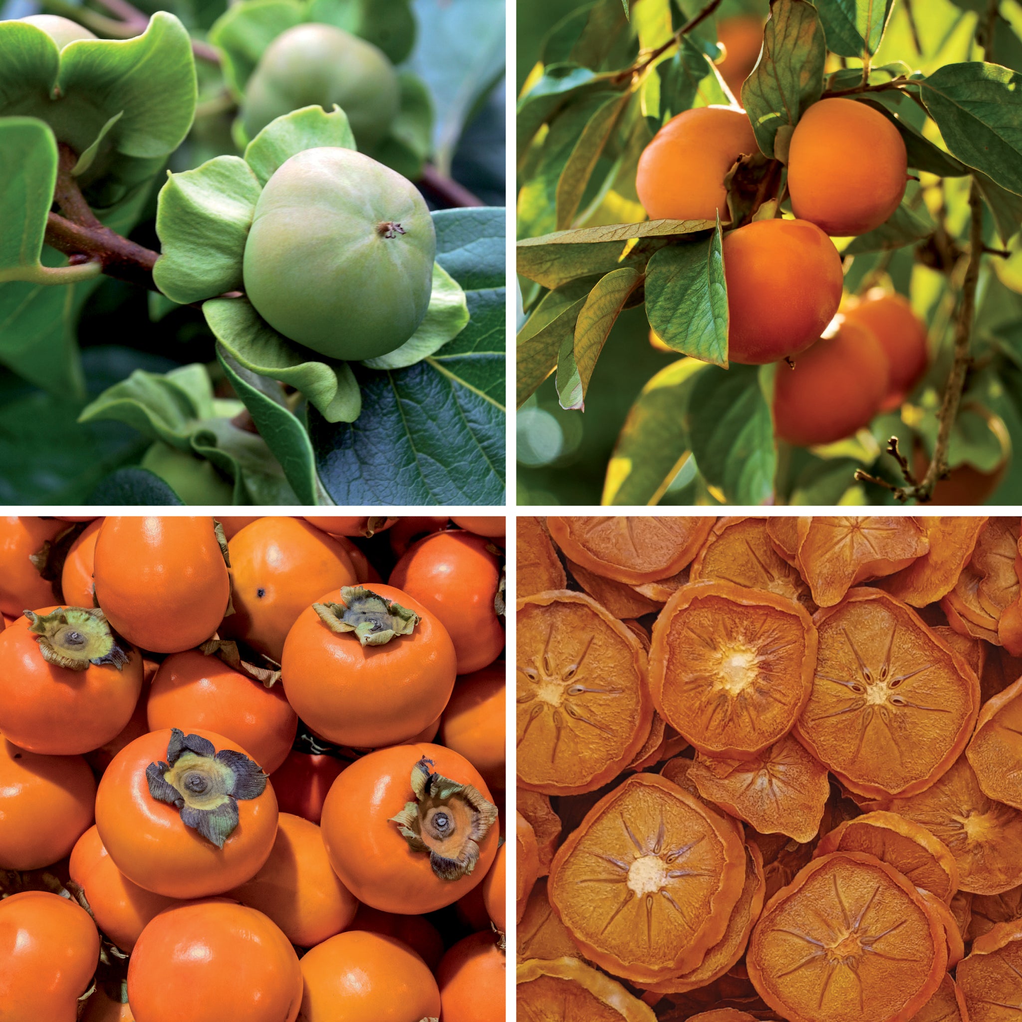 Full lifecycle to grow and produce BY NATURE Dried Persimmon Rings - preservative-free.