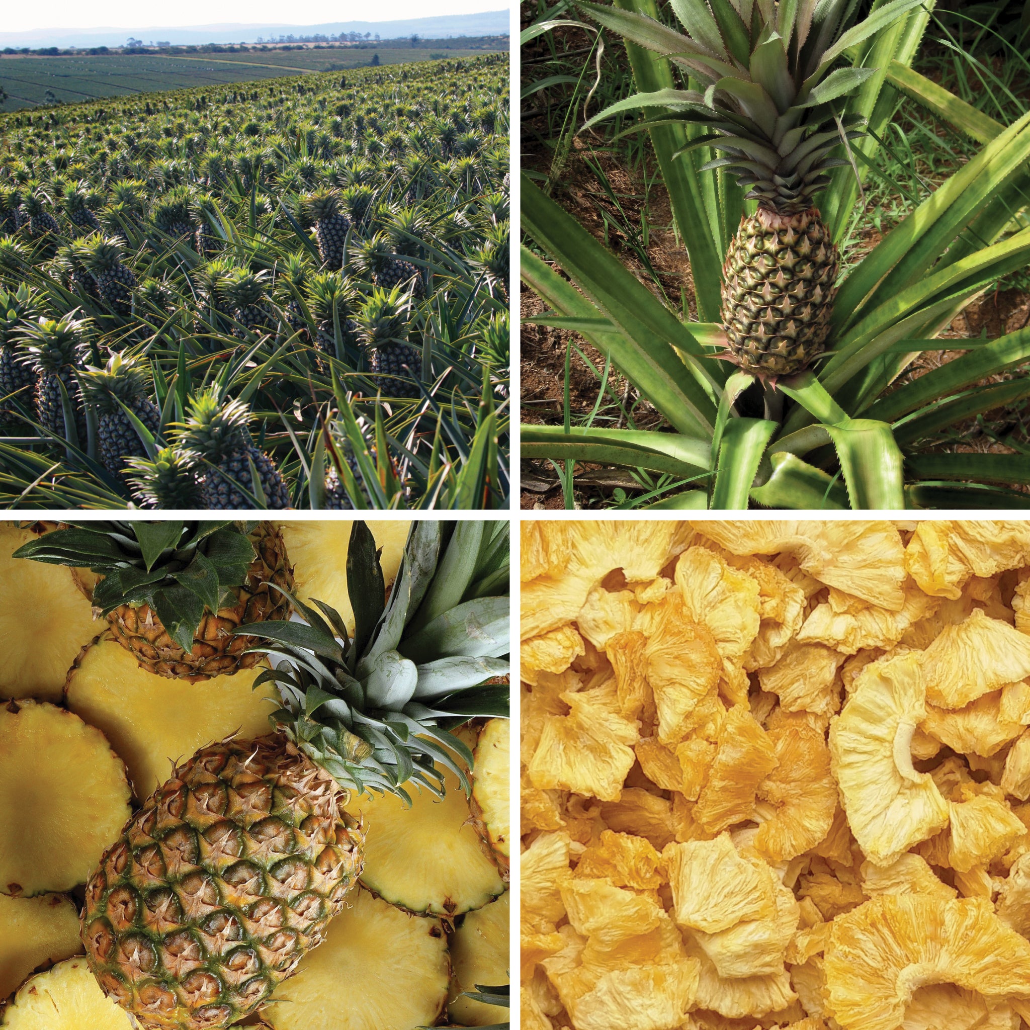 Full lifecycle to grow and produce BY NATURE Dried Pineapple Pieces - preservative-free.