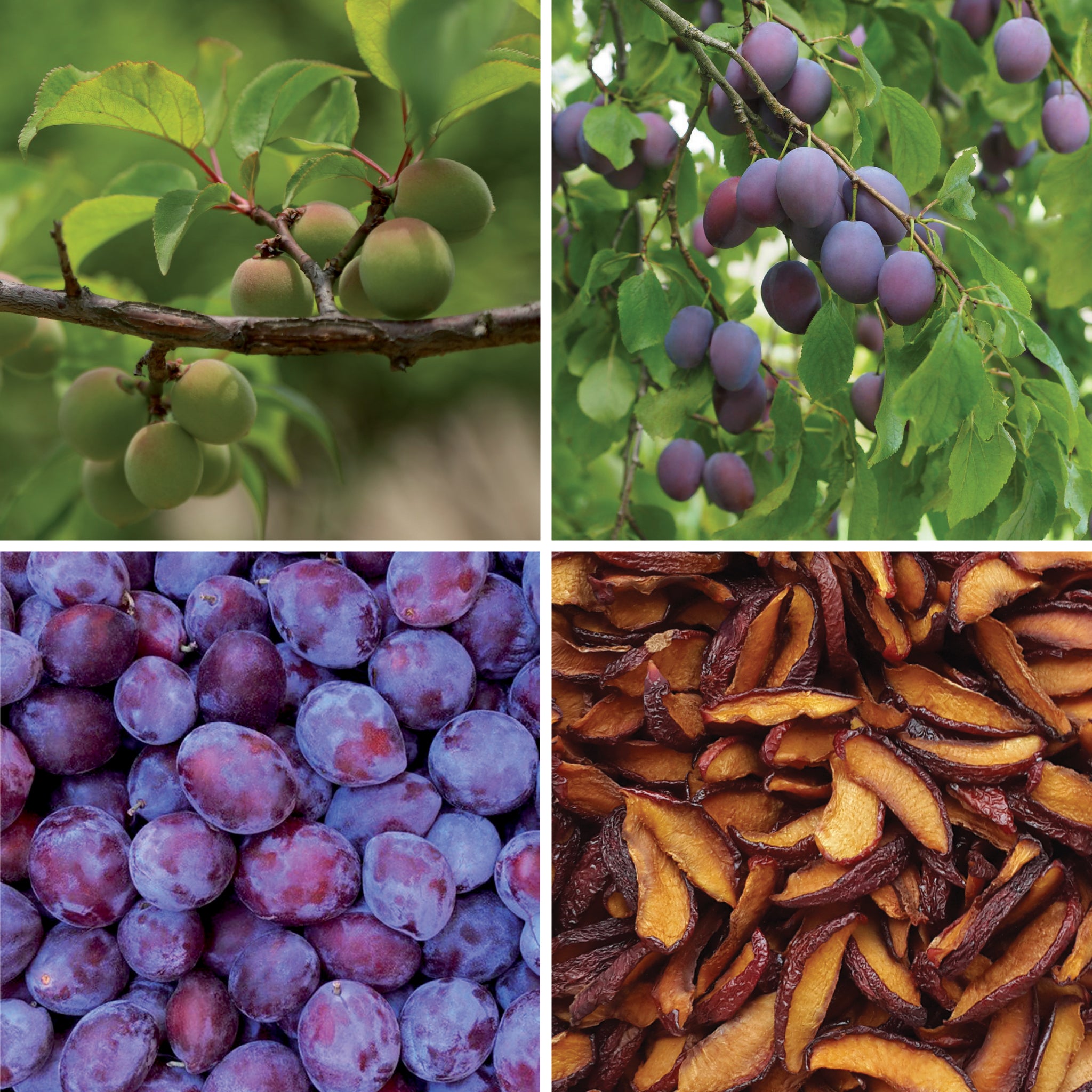 Full lifecycle to grow and produce BY NATURE Dried Plum Segments - preservative-free.