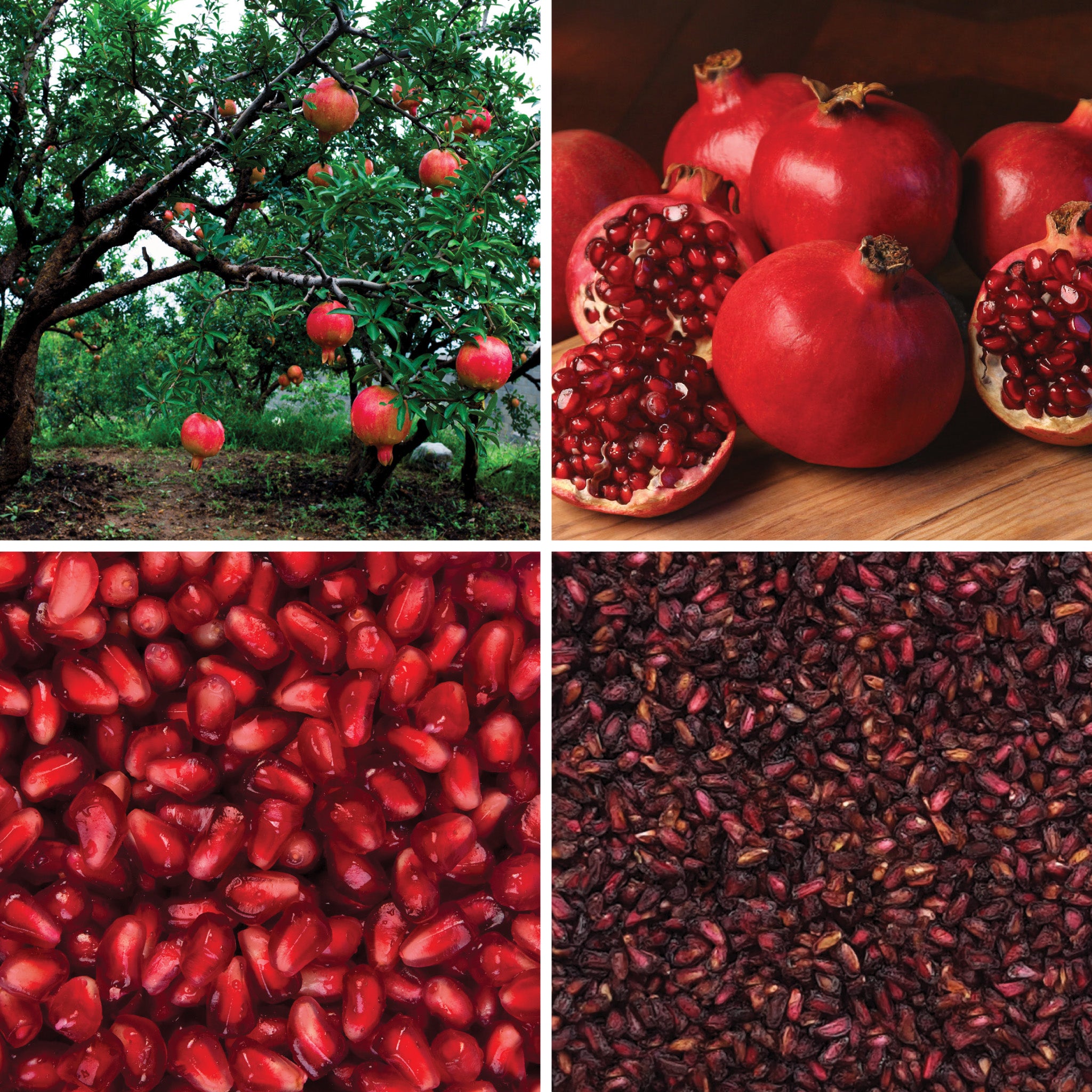 Full lifecycle to grow and produce BY NATURE Dried Pomegranate Arils - preservative-free.