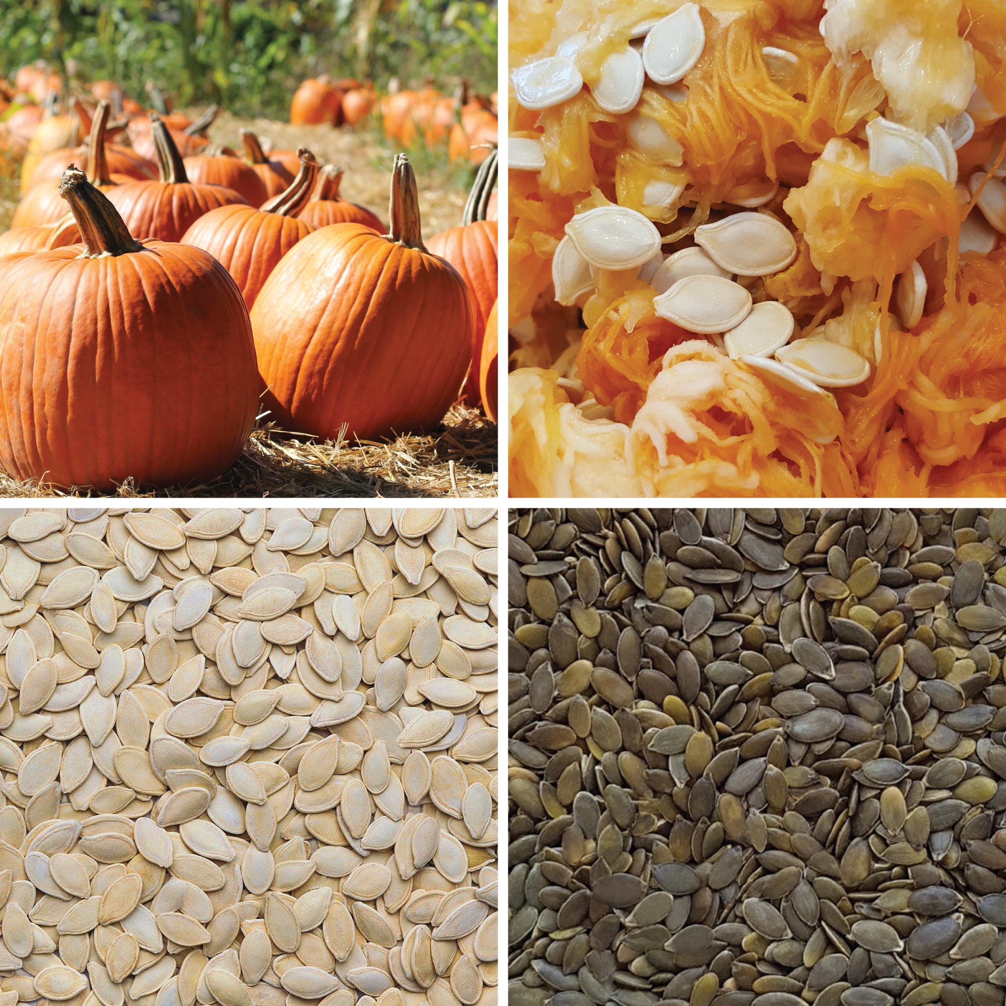 Full lifecycle to grow and produce BY NATURE Pumpkin Seeds - hulled, raw, certified organic at source.