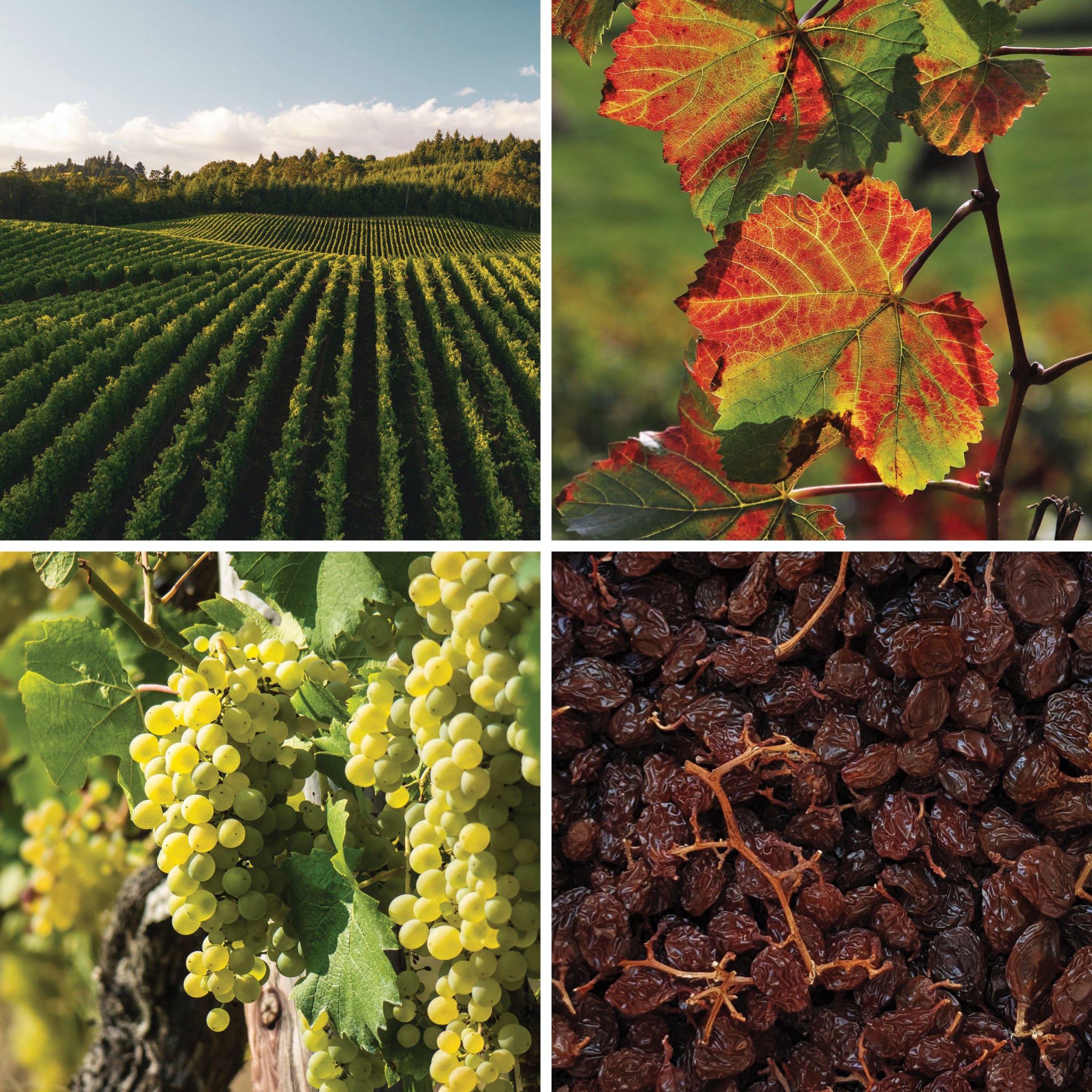 Full lifecycle to grow and produce BY NATURE Hanepoot Stalk Raisins with seeds - preservative-free.