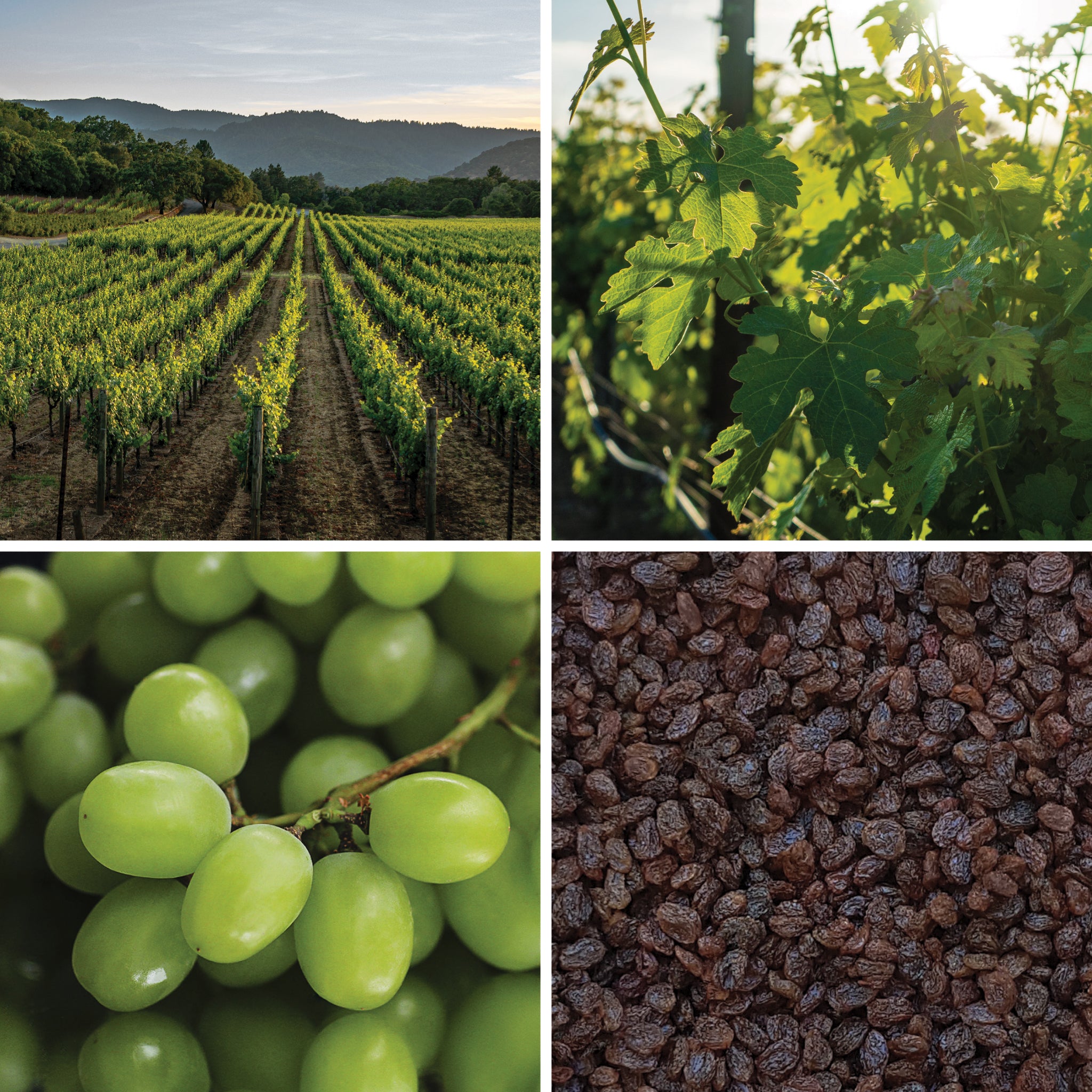 Full lifecycle to grow and produce BY NATURE Thompson Seedless Raisins - non-oiled, certified organic at source, preservative-free.