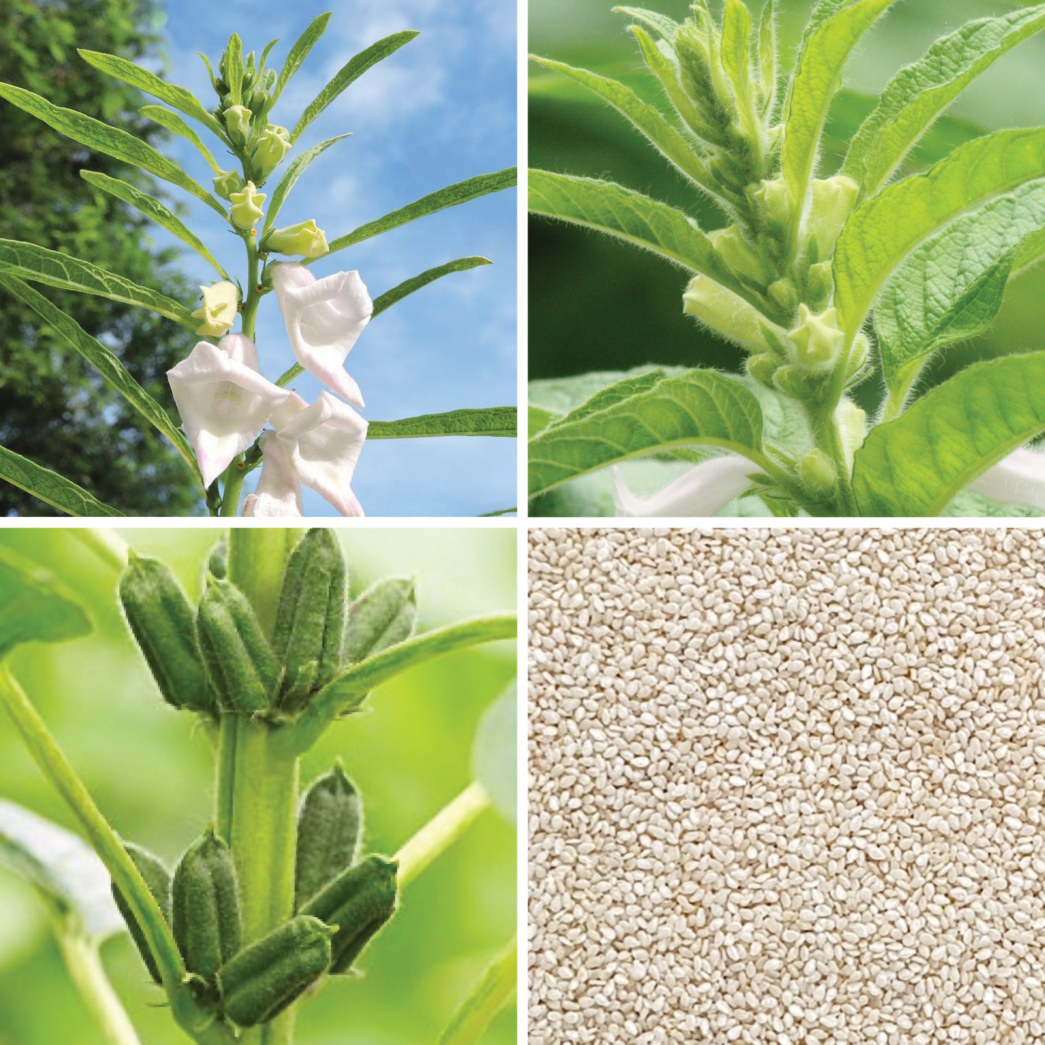 Full lifecycle to grow and produce BY NATURE Sesame Seeds - hulled, raw, certified organic at source.
