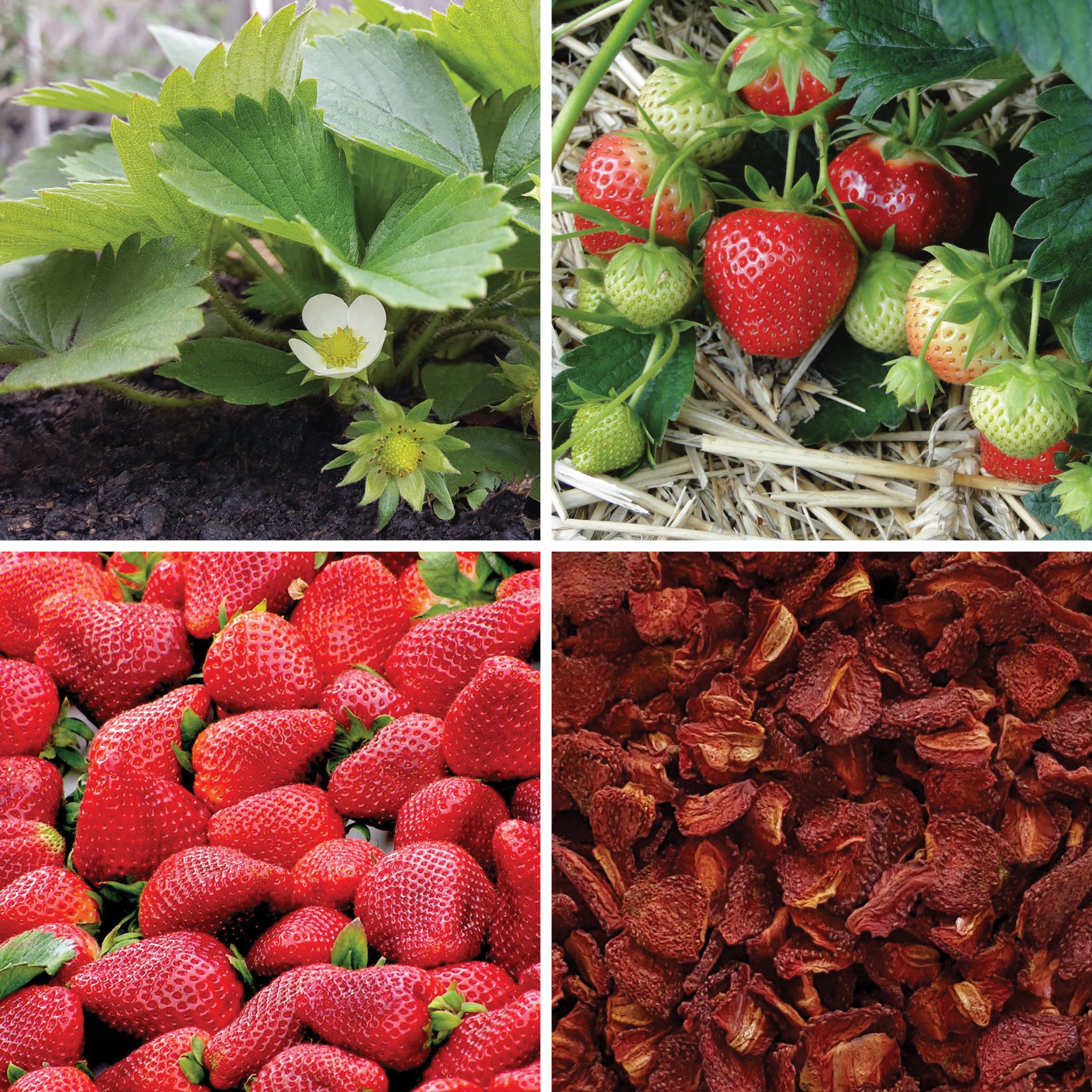 Full lifecycle to grow and produce BY NATURE Dried Strawberry Halves - preservative-free.