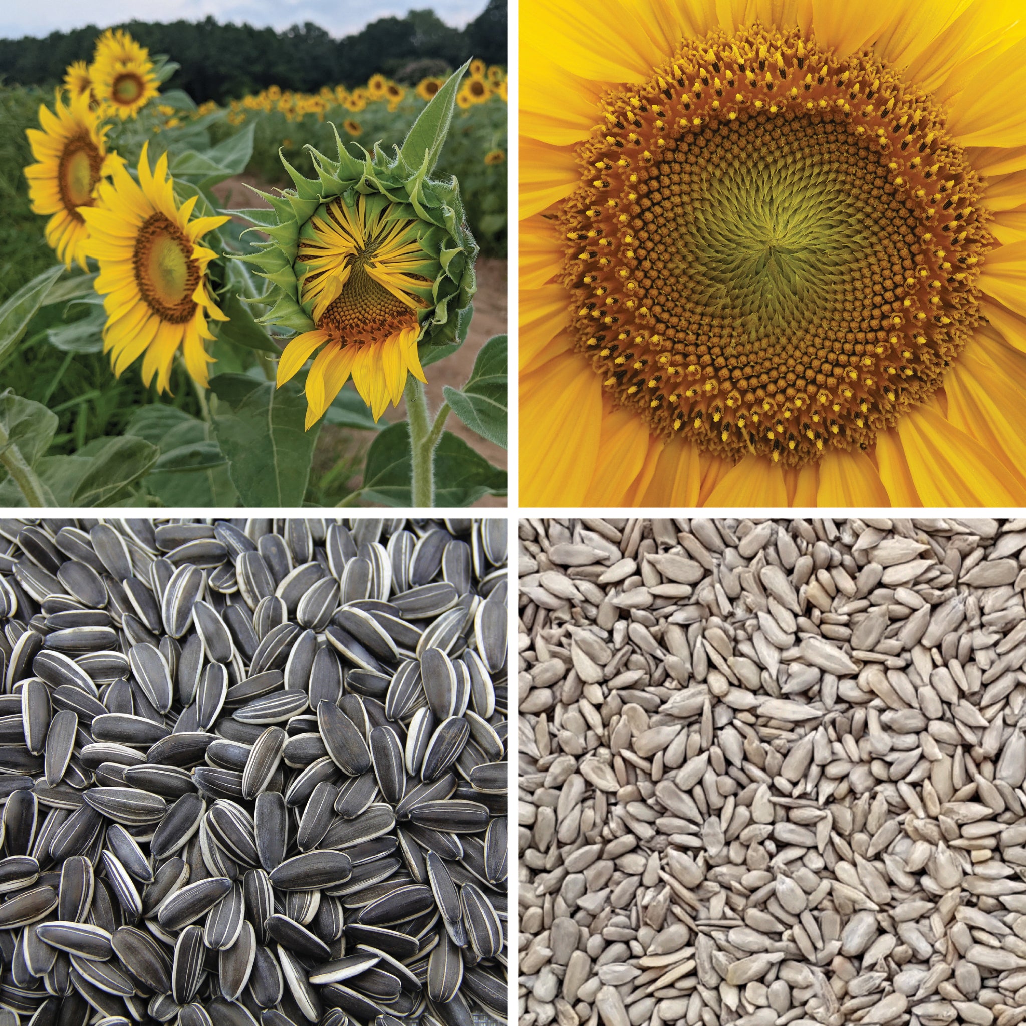 Full lifecycle to grow and produce BY NATURE Sunflower Seeds - hulled, raw, certified organic at source.