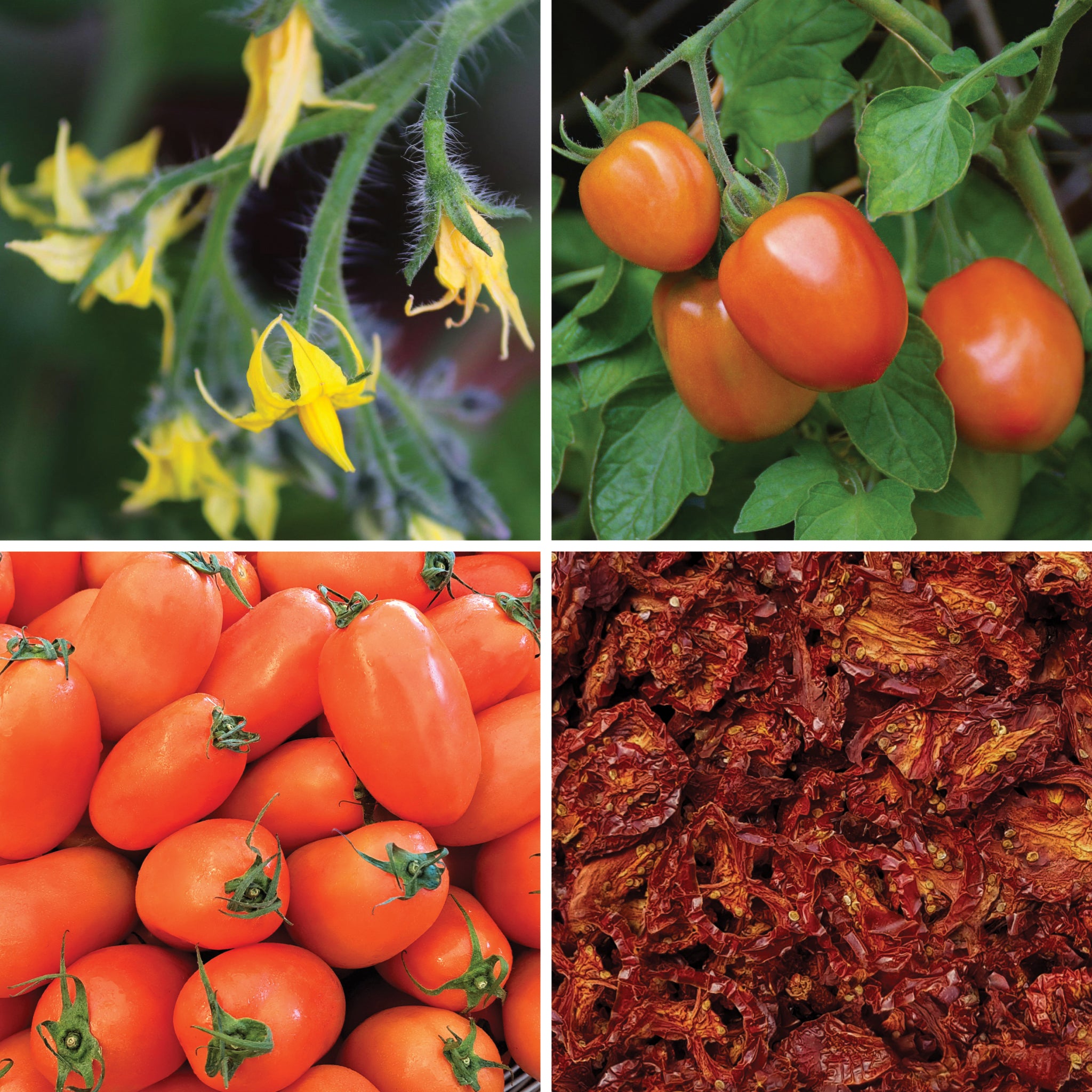 Full lifecycle to grow and produce BY NATURE Dried Tomato - preservative-free.
