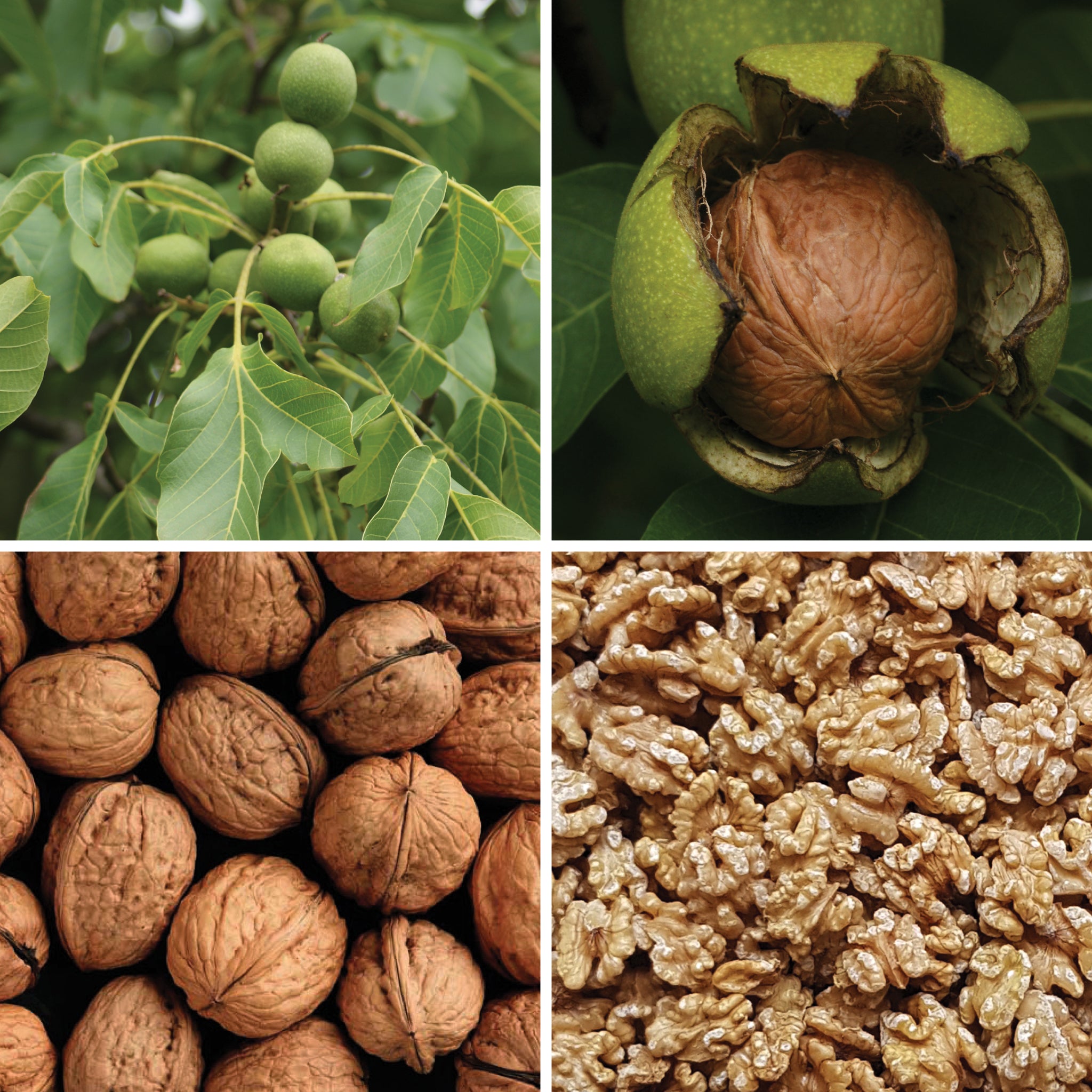 Full lifecycle to grow and produce BY NATURE Walnut Halves - raw.