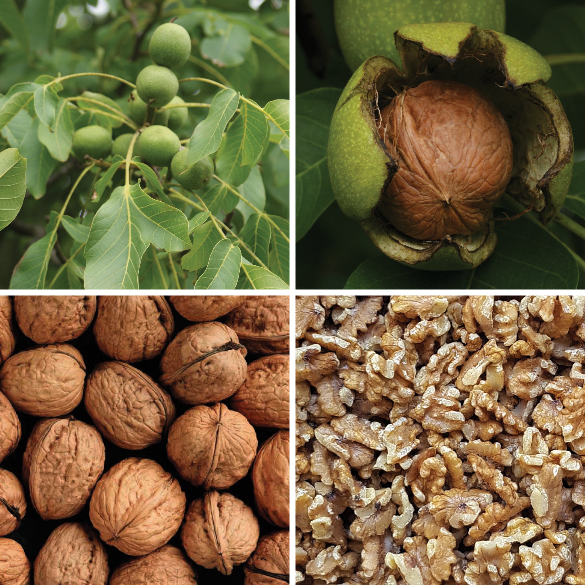 Full lifecycle to grow and produce BY NATURE Walnut Pieces - raw.